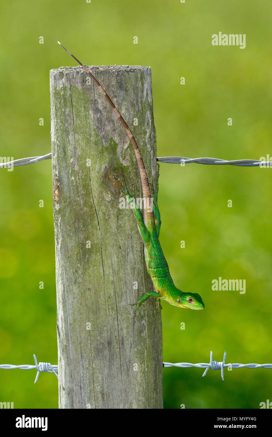 Un bambino spinoso messicano-tailed iguana, Ctenosaura pectinata, crogiolarvi al sole su di un palo da recinzione. Foto Stock