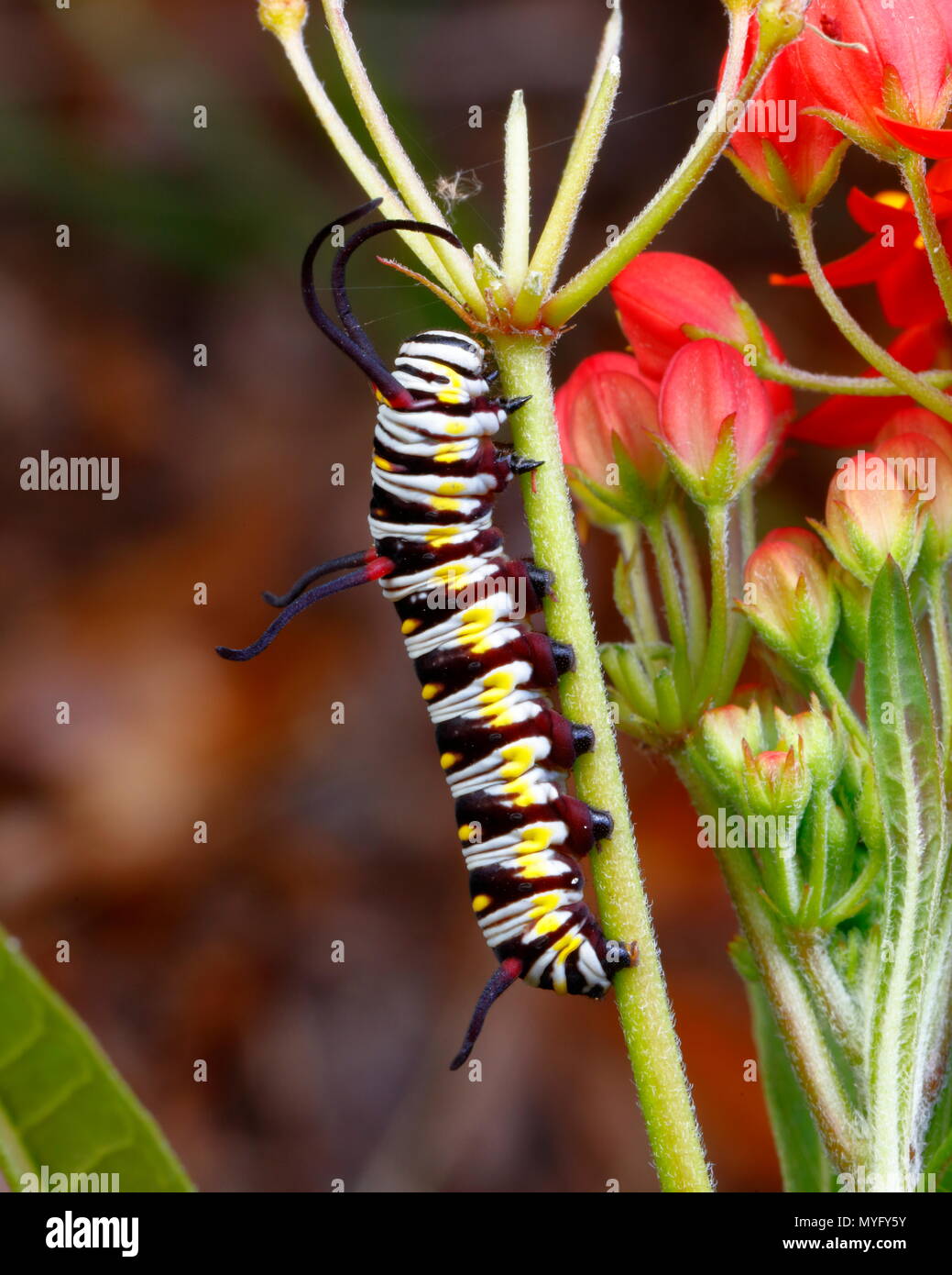 Un queen butterfly caterpillar, Danaus gilippus, alimentando sul latte tropicale infestante. Foto Stock