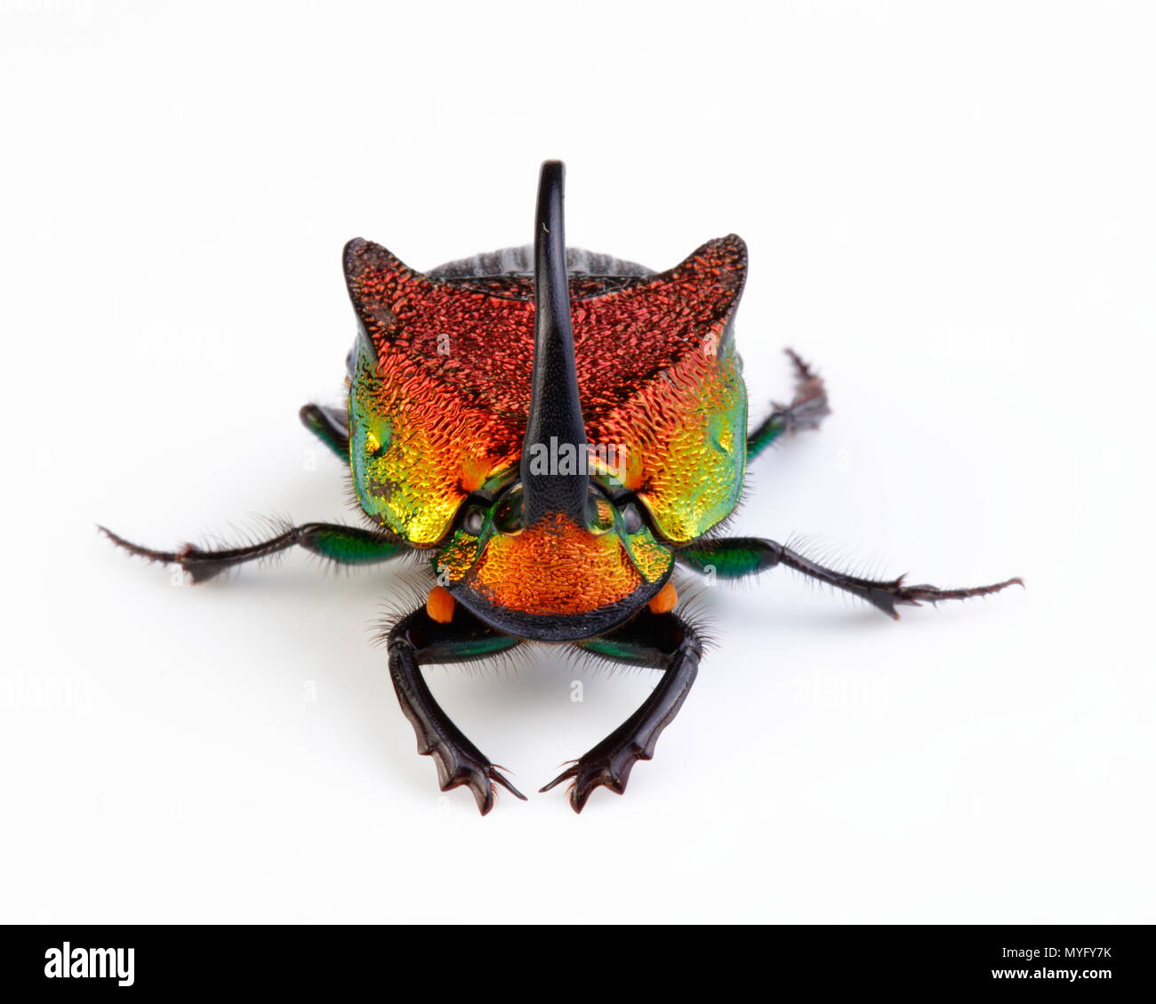 Un arcobaleno scarabeo scarabeo maschio, Phanaeus vindex, su uno sfondo bianco. Foto Stock