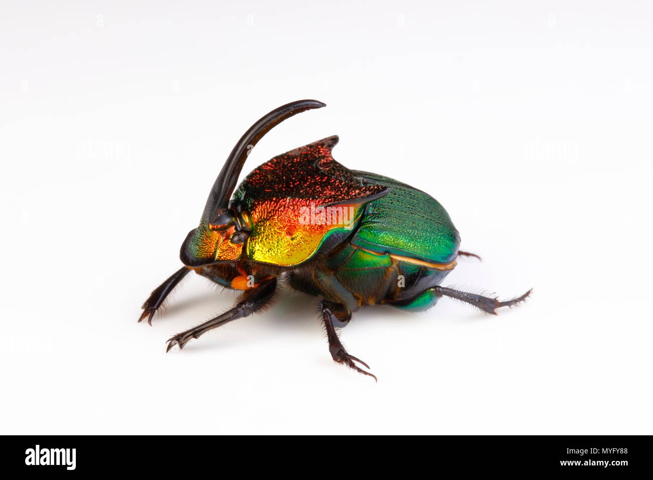 Un arcobaleno scarabeo scarabeo maschio, Phanaeus vindex, su uno sfondo bianco. Foto Stock