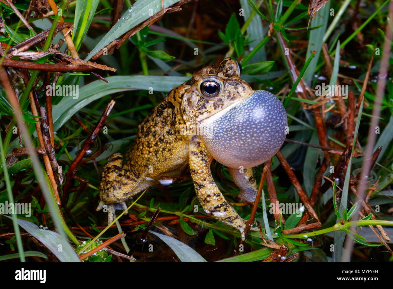 Un rospo meridionale, Bufo terrestris, con il suo vocal sac gonfiato, chiedendo un compagno. Foto Stock