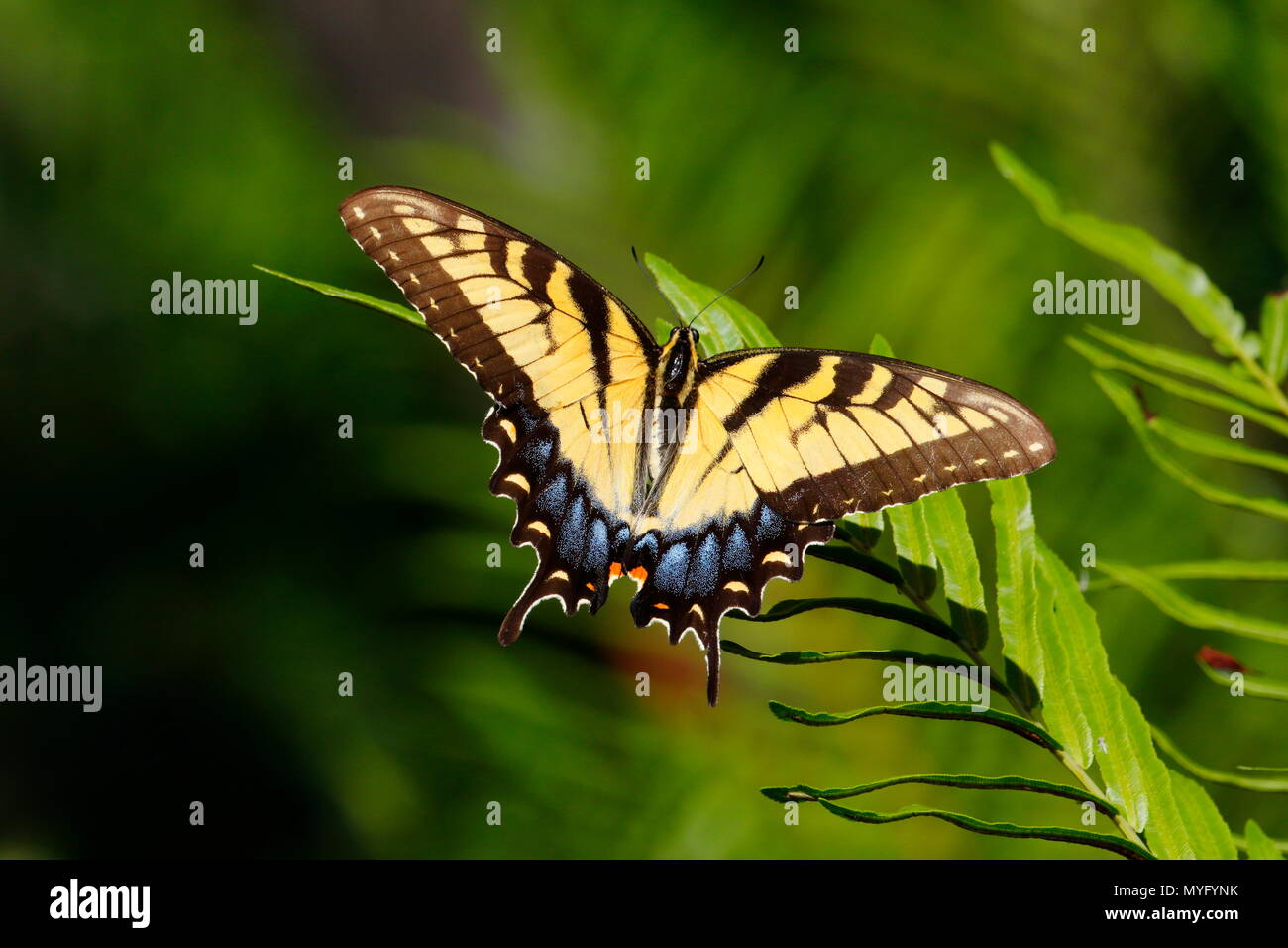 Una tigre orientale a coda di rondine, Papilio glaucus, crogiolarvi al sole su una felce. Foto Stock