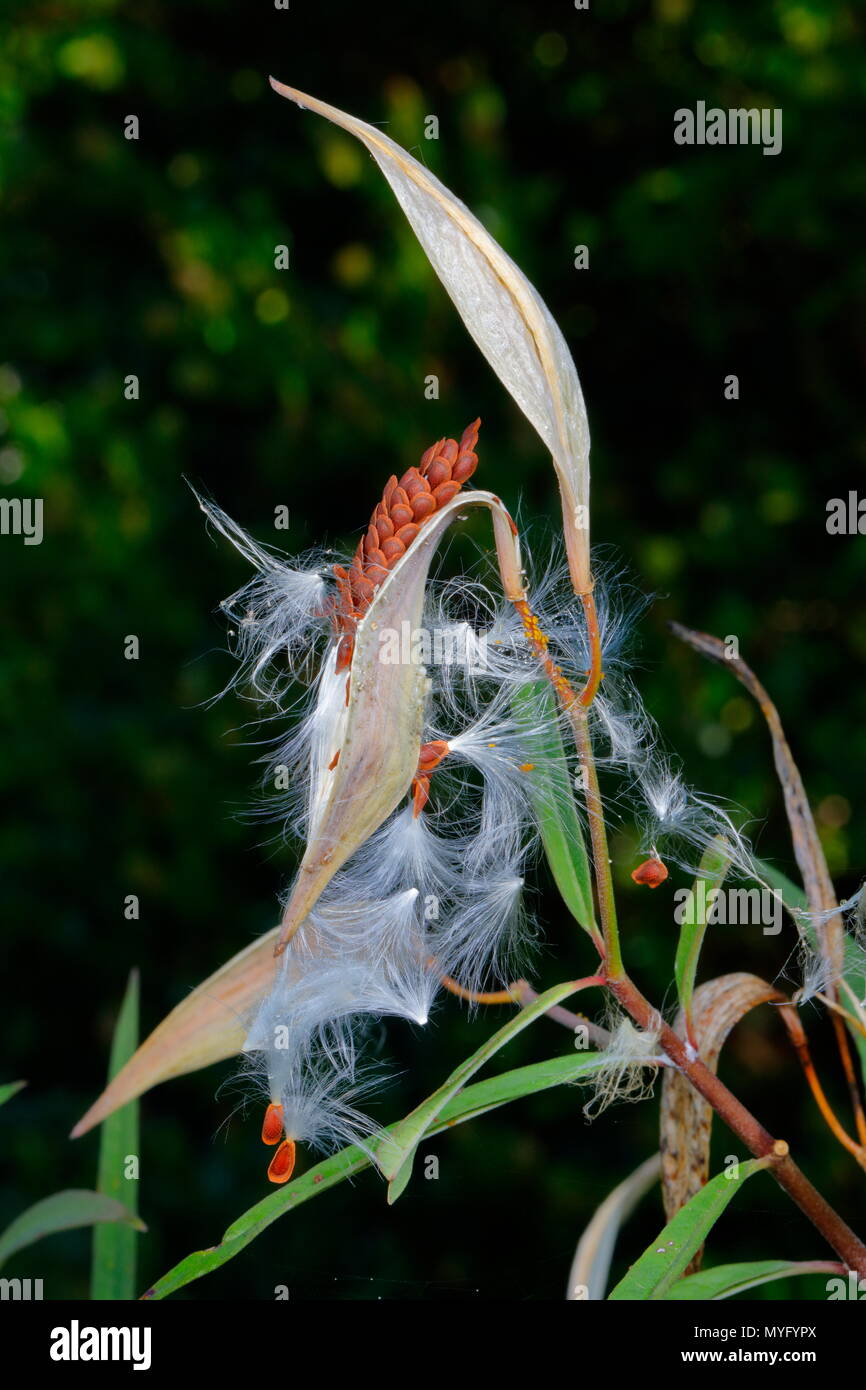 Milkweed tropicale, Asclepias curassavica, capsule di seme scoppiò. Foto Stock