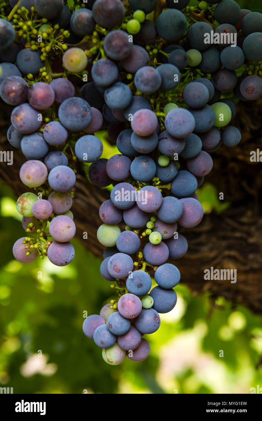 Uva Cabernet Sauvignon vigneti piantati nel XIX secolo sono considerati i più antichi la produzione in continuo di Cabernet Sauvignon vitigni nel mondo. Foto Stock