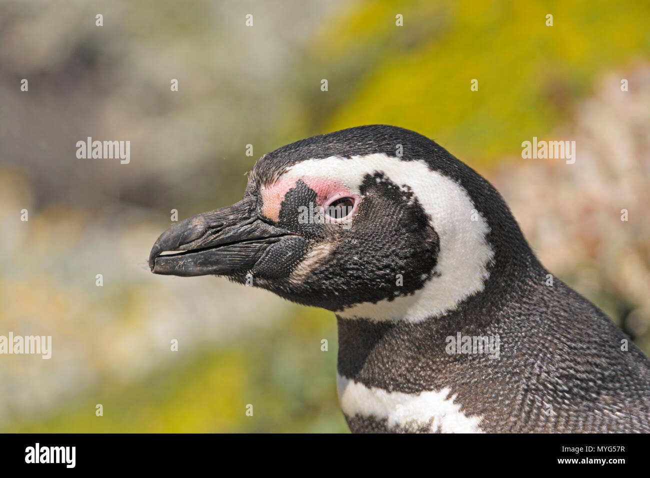 Colpo alla testa di un pinguino Magellanic sull'Otway Sound del nasello di Patagonia Cile Foto Stock