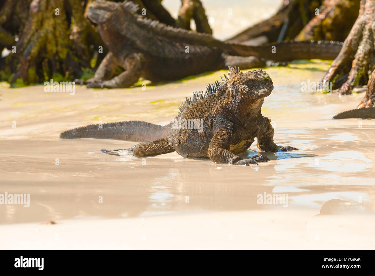 Iguana marina camminando sulla spiaggia tortuga sulla isola di Santa Cruz in Galapagos. Foto Stock