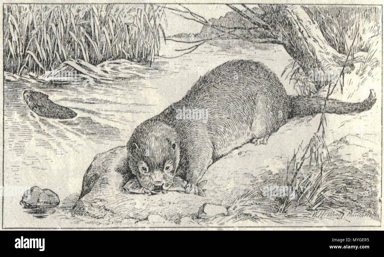 240 Heubach Lontra europea Foto Stock