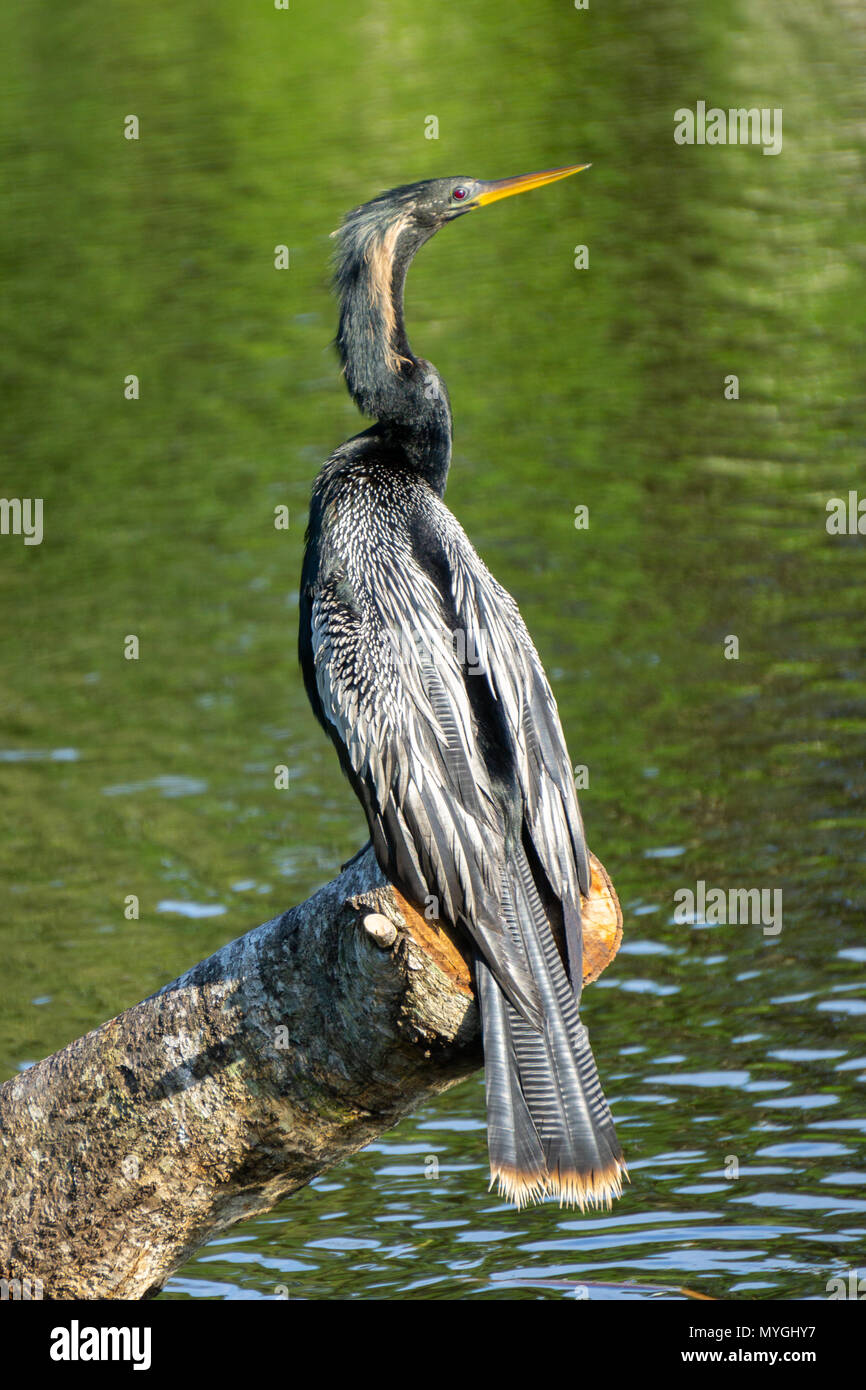 Anhinga Bird (Anhinga anhinga) seduto su un log stesso prendisole a Indian Riverside Park, Jensen Beach, Florida, Stati Uniti d'America Foto Stock