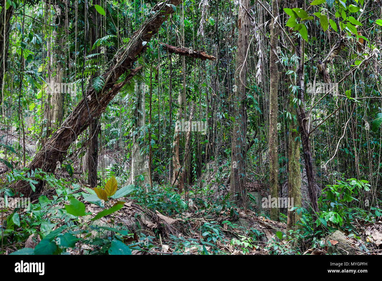 Una giungla tropicale. Foto Stock