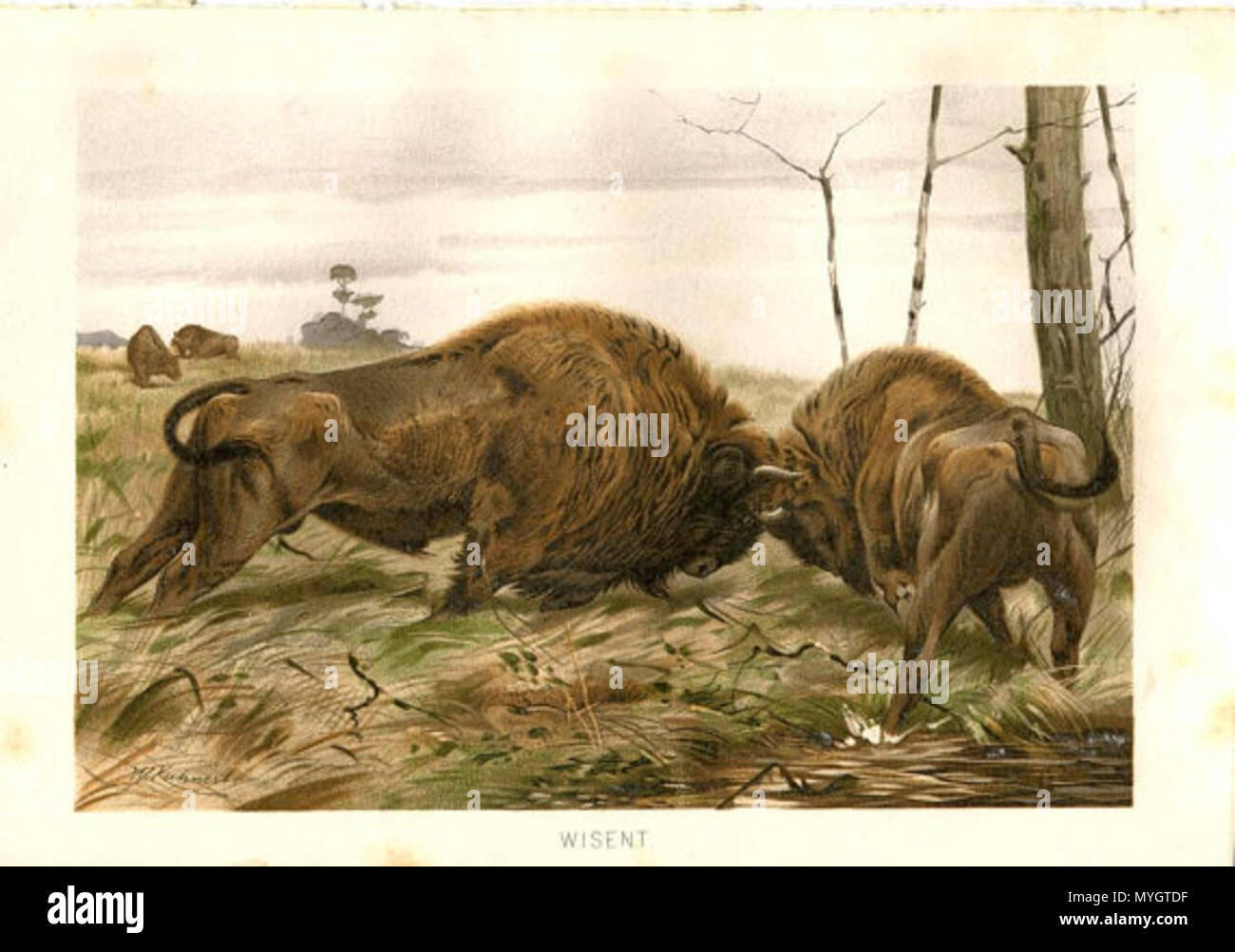 . Inglese: originale stampa antichi di bisonte europeo, noto anche come Wisent, da Alfred Brehm la vita degli animali (Tierleben). È probabilmente da 1892 o 1900 edition. Litho firmato W. Kuhnert. Dimensioni complessive: circa 25 x 17 cm. o 9,8 x 6,7 pollici. Dimensioni immagine: circa 20,5 x 14 cm. o 8,1 x 5,5 pollici. Tra il 1892 e il 1900. Alfred Brehm la vita degli animali (Tierleben) 254 Il 570xN.490317093 m407 Foto Stock