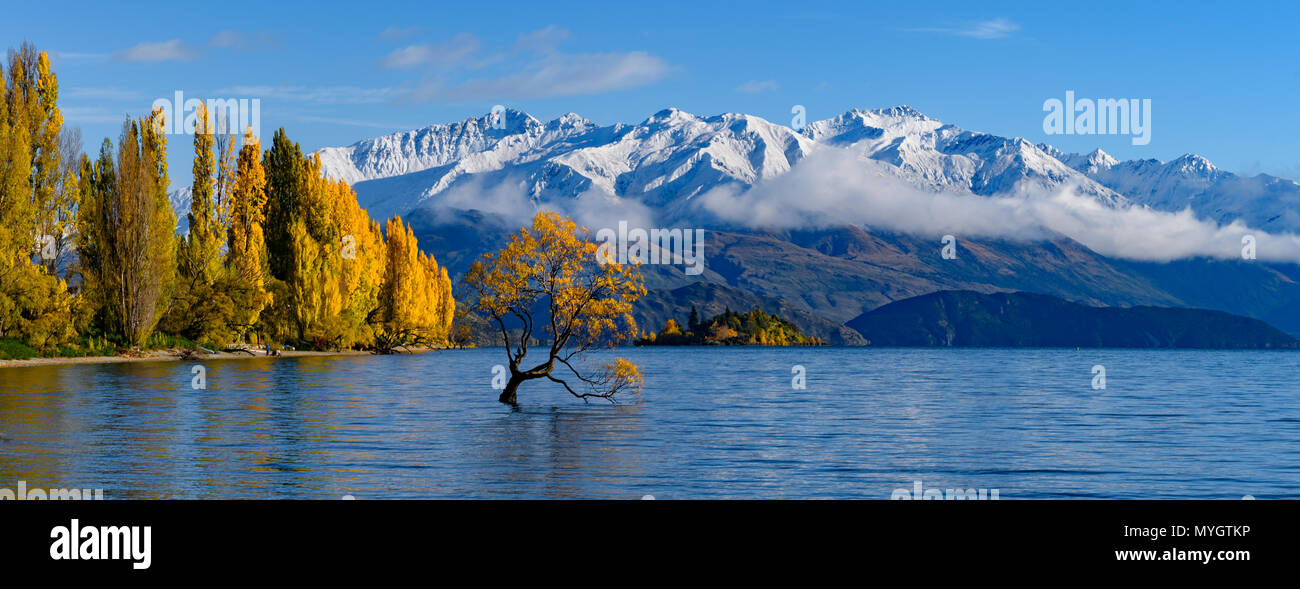 Wanaka Albero in autunno con neve montagne, Isola del Sud, Nuova Zelanda Foto Stock