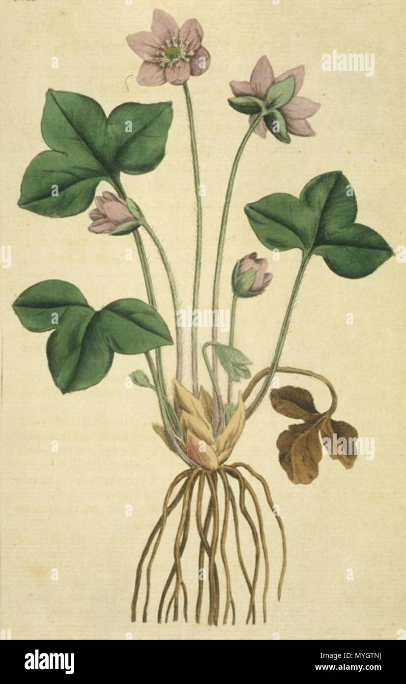 . Raffigurante la pianta Hepatica nobilis e dato il titolo: Hepatica . 1787 riemesso: 1793. James Sowerby 254 Illustrazione.Hepatica nobilis Foto Stock