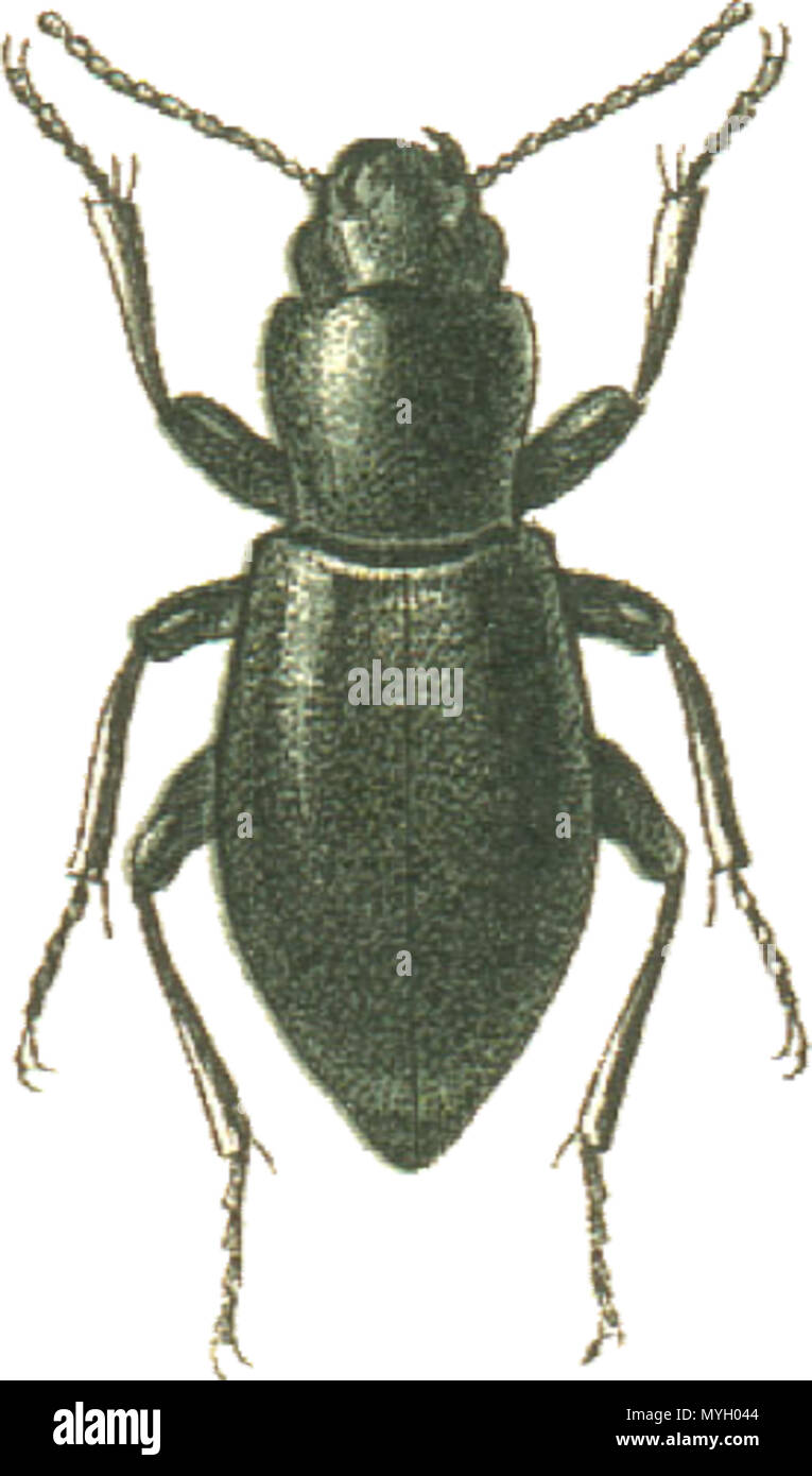 . Français : Questo file è stato estratto da un altro file: Jacobs74.jpg . 24 Settembre 2013 22:28:37. Georgiy Jacobson 264 Jacobs74 calyptosis harpaloides Foto Stock