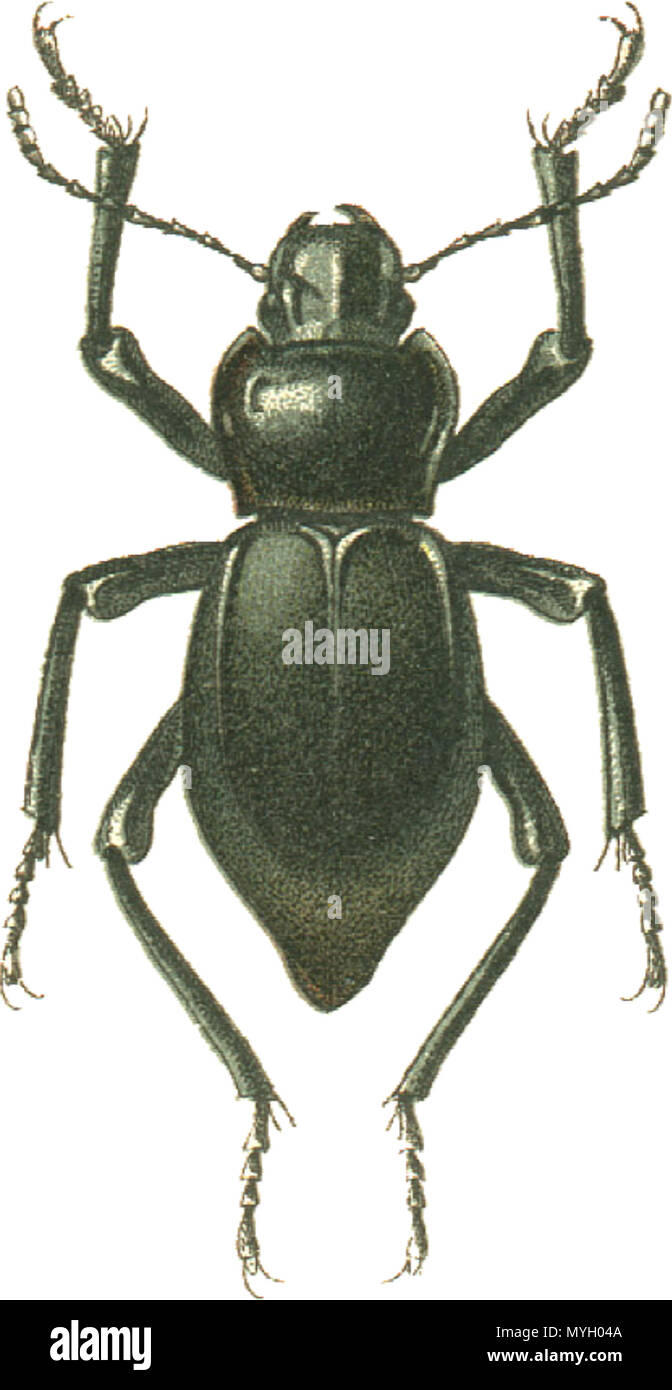 . Français : Questo file è stato estratto da un altro file: Jacobs74.jpg . 24 Settembre 2013 22:28:46. Georgiy Jacobson 264 Jacobs74 cyphogenia gibba Foto Stock