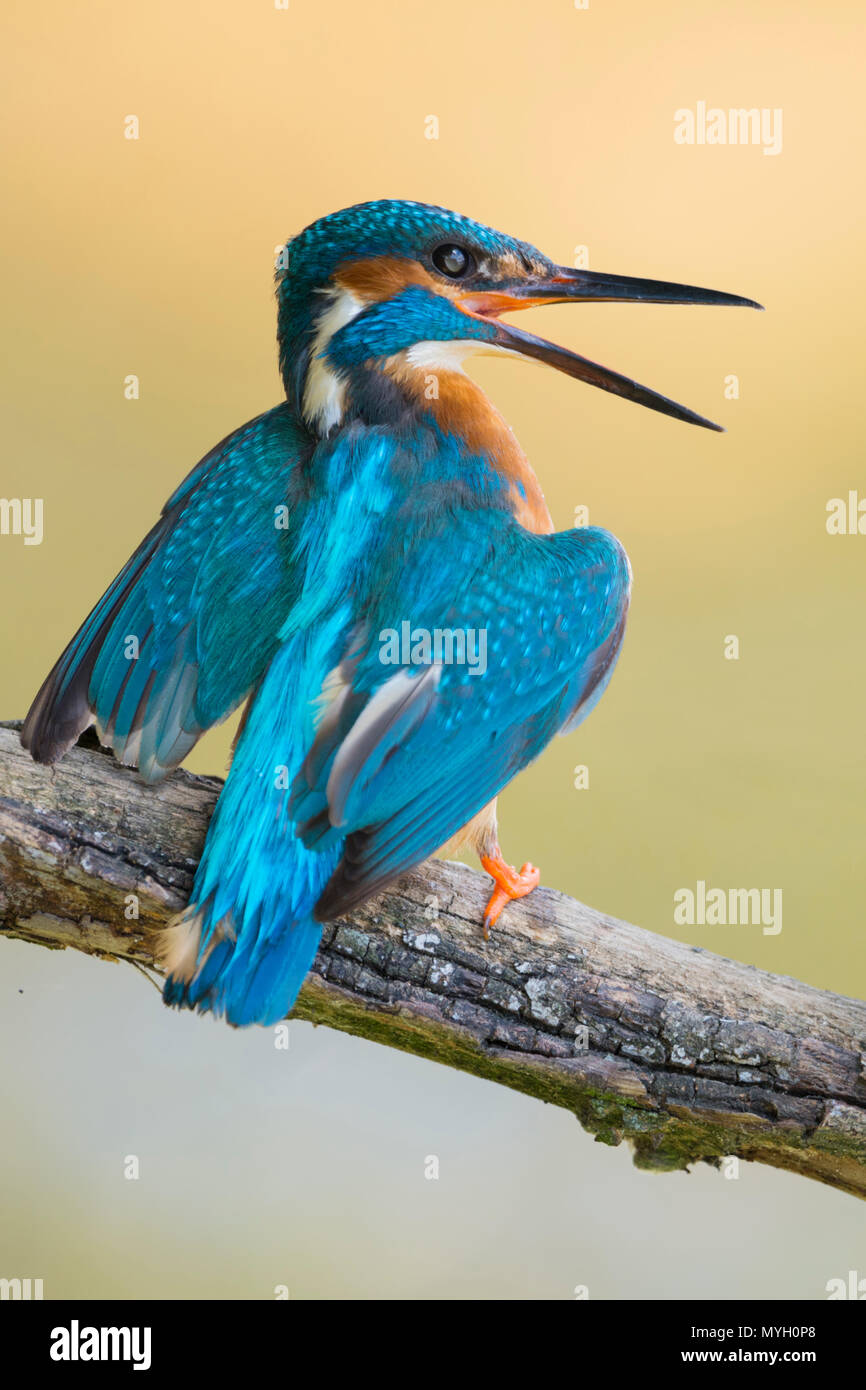 Comuni / Kingfisher Eisvogel ( Alcedo atthis ) neonata Elemosinare il cibo. Vecchio maschio mostra un comportamento territoriale, a caccia di fledling fuori del suo territor Foto Stock