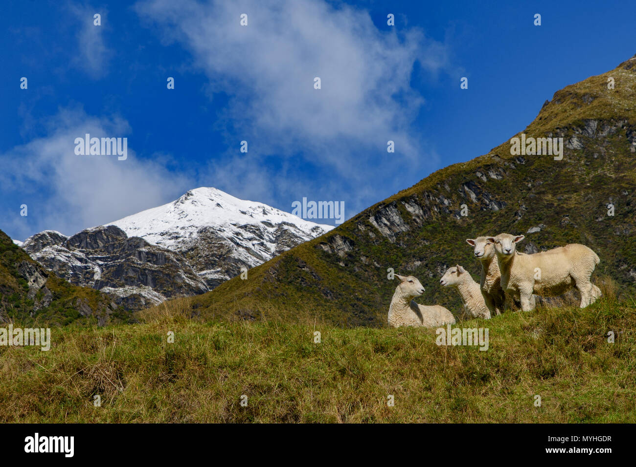 Ovini e scorci naturali in Matukituki zona di valle, montare gli aspiranti il Parco Nazionale di South Island, in Nuova Zelanda Foto Stock