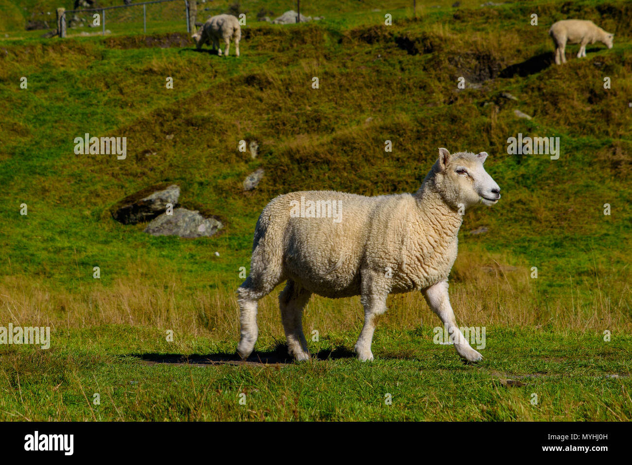 Ovini e scorci naturali in Matukituki zona di valle, montare gli aspiranti il Parco Nazionale di South Island, in Nuova Zelanda Foto Stock