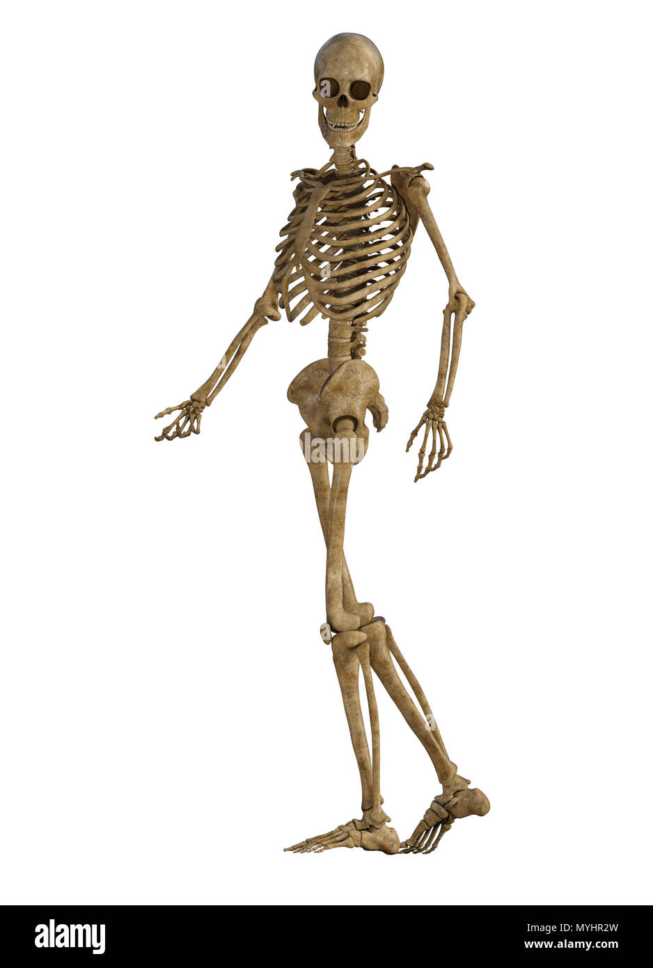 Scheletro umano corpo pieno isolato su bianco. Foto Stock