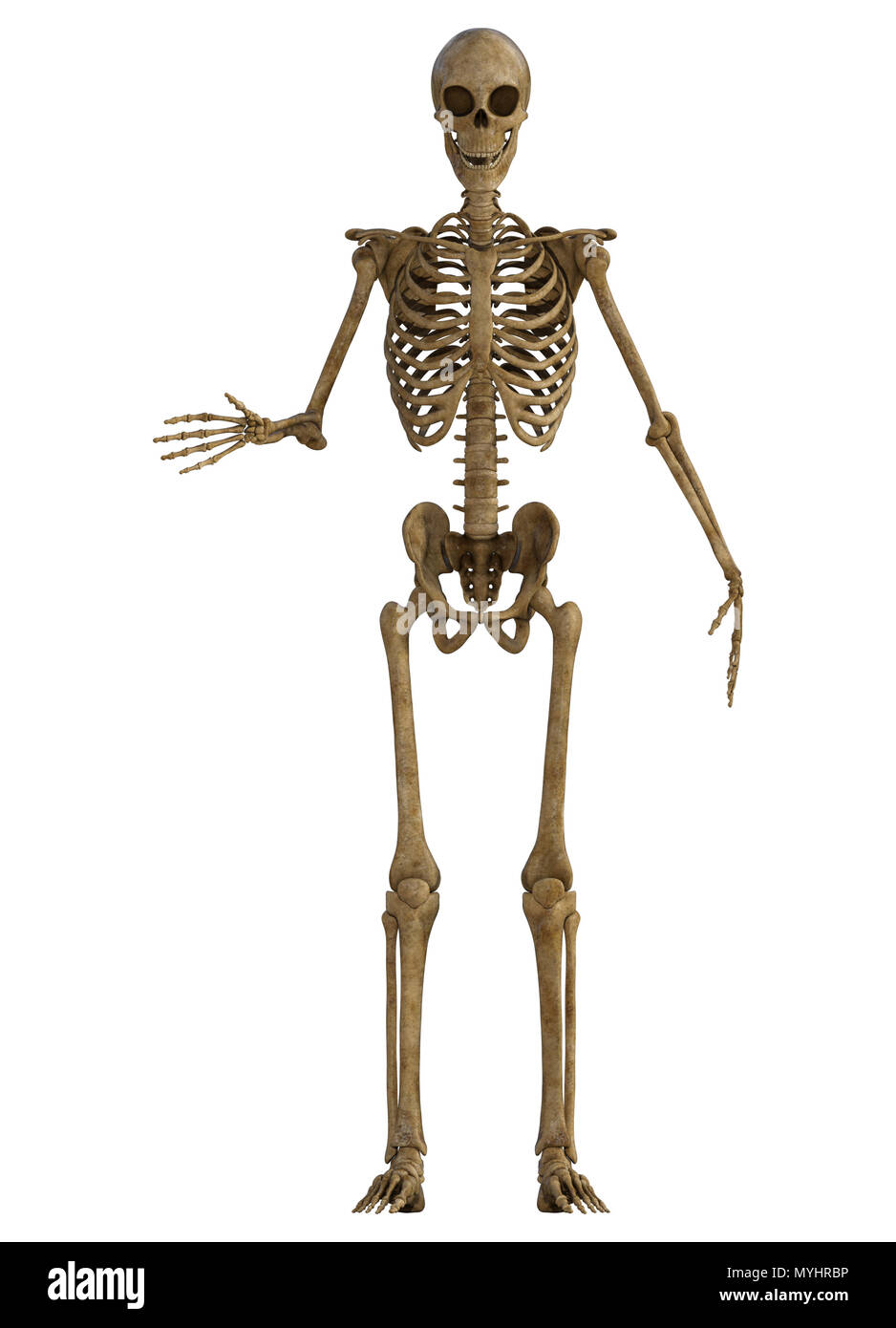 Scheletro umano corpo pieno isolato su bianco. Foto Stock