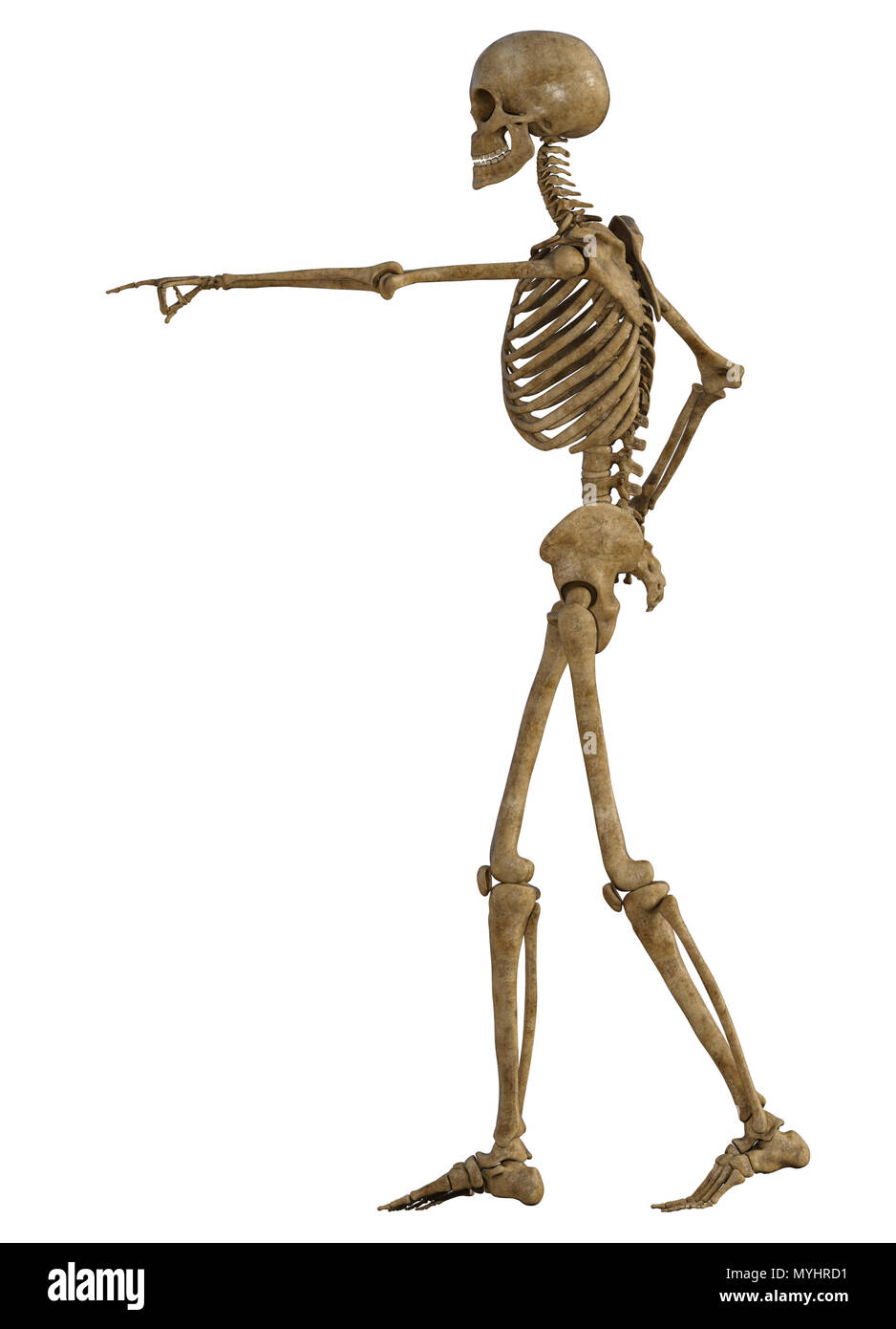 Scheletro umano corpo pieno isolato su bianco. Foto Stock