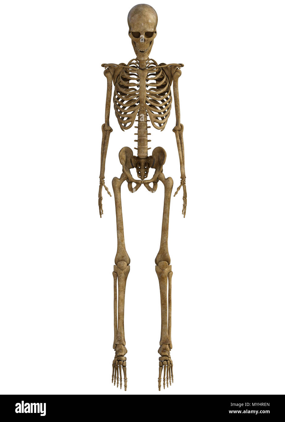 Scheletro umano corpo pieno isolato su bianco. Foto Stock