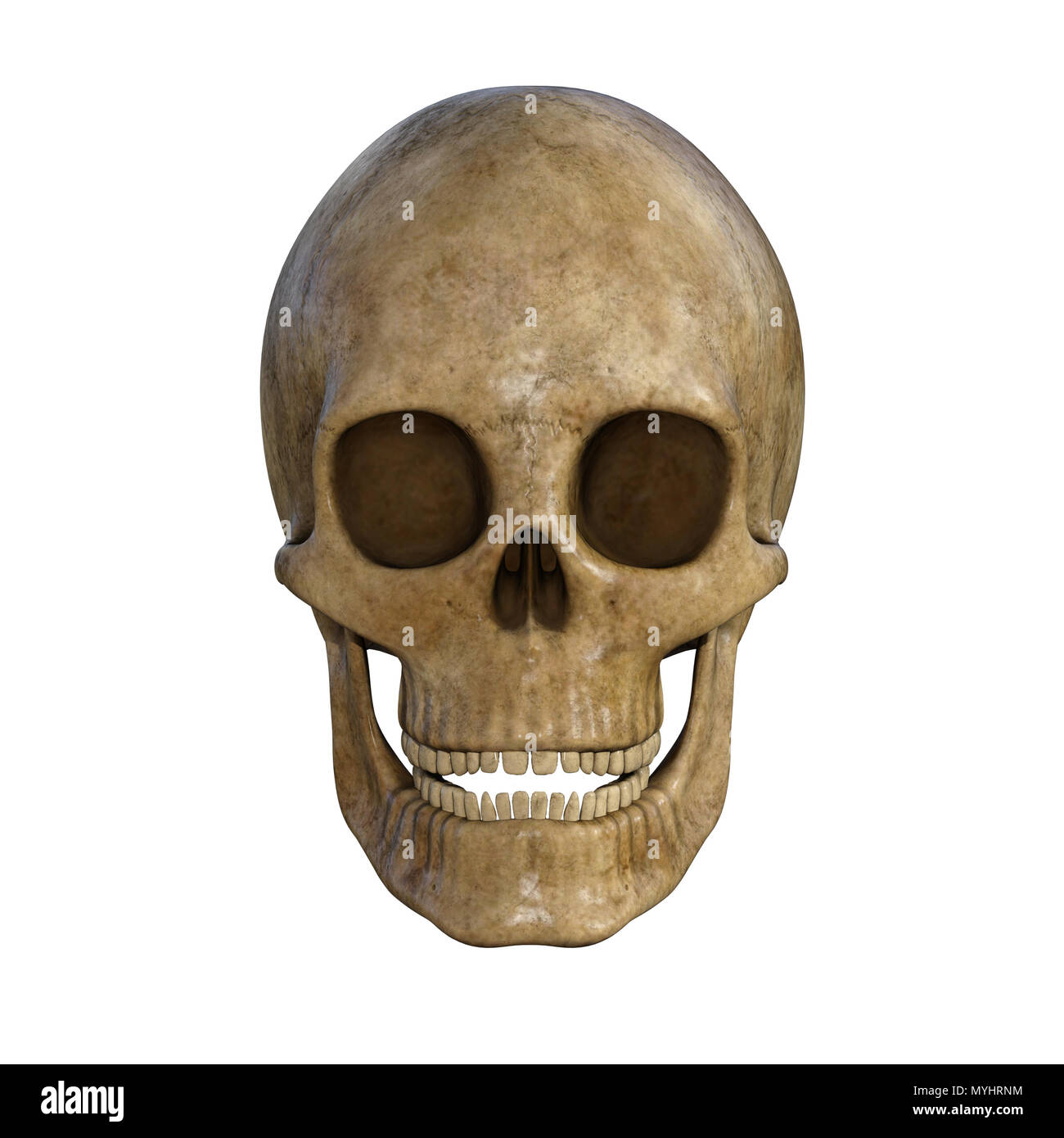 Cranio umano isolato su bianco. Foto Stock