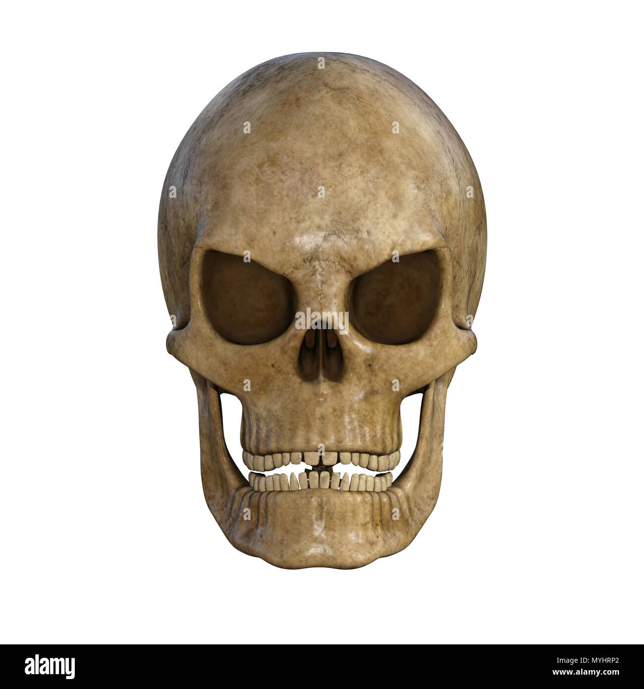 Cranio umano isolato su bianco. Foto Stock