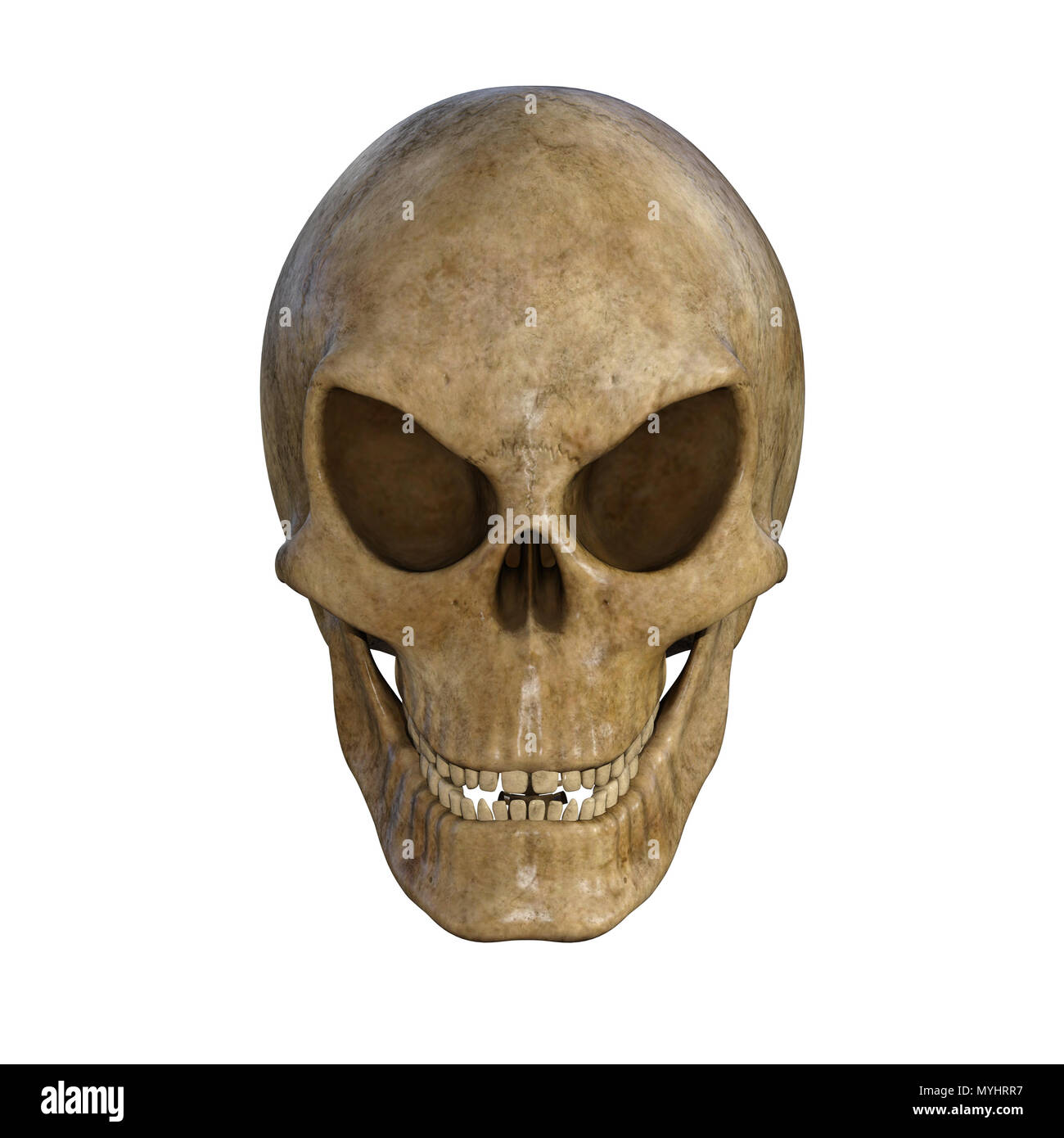 Cranio umano isolato su bianco. Foto Stock