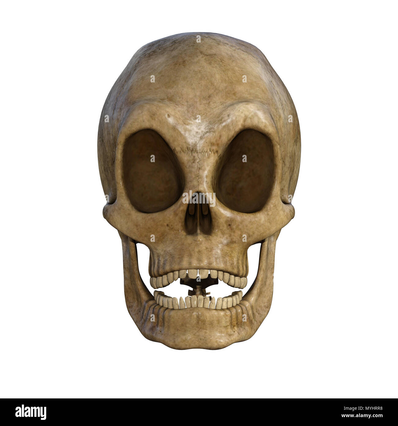 Cranio umano isolato su bianco. Foto Stock