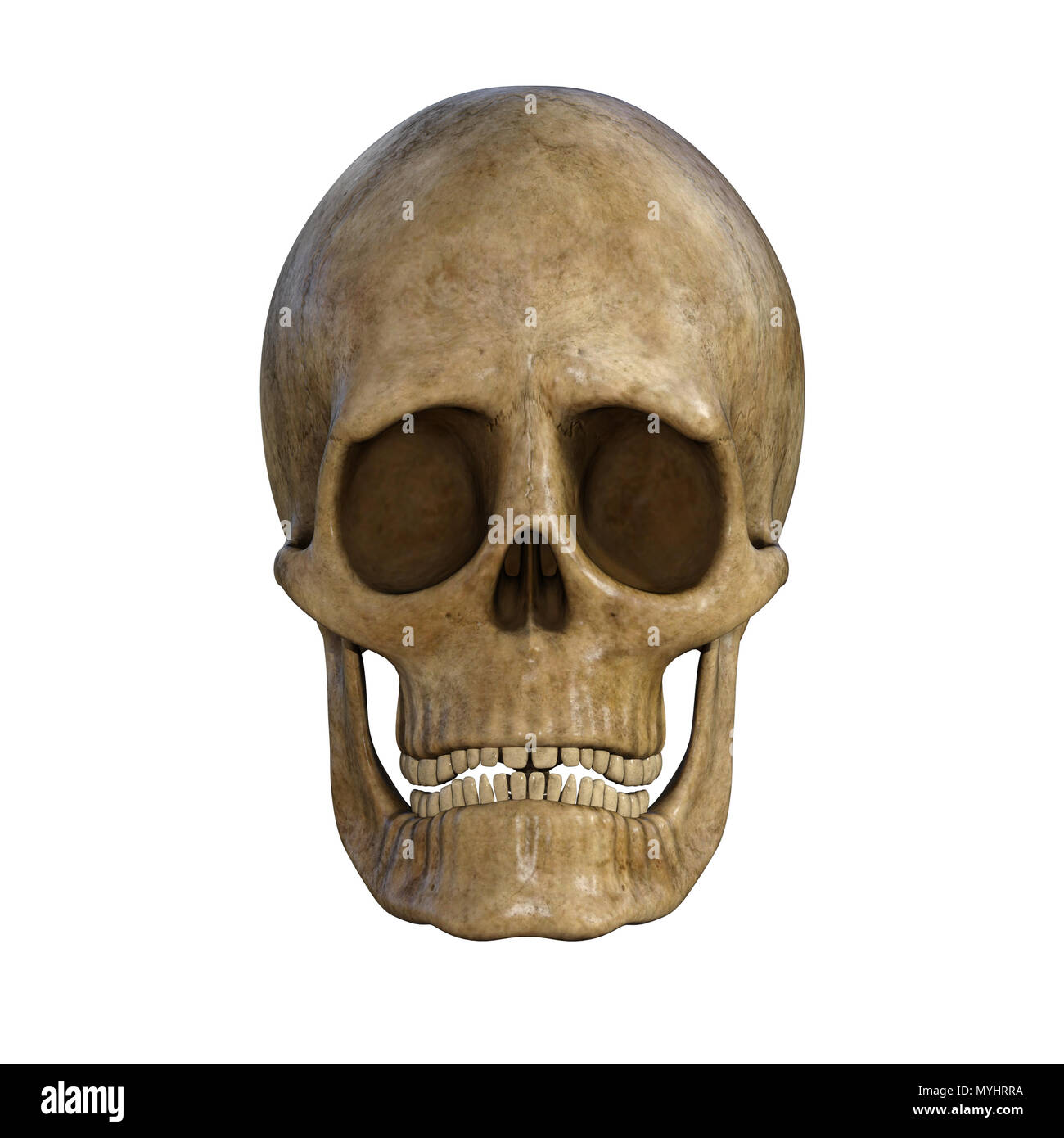 Cranio umano isolato su bianco. Foto Stock