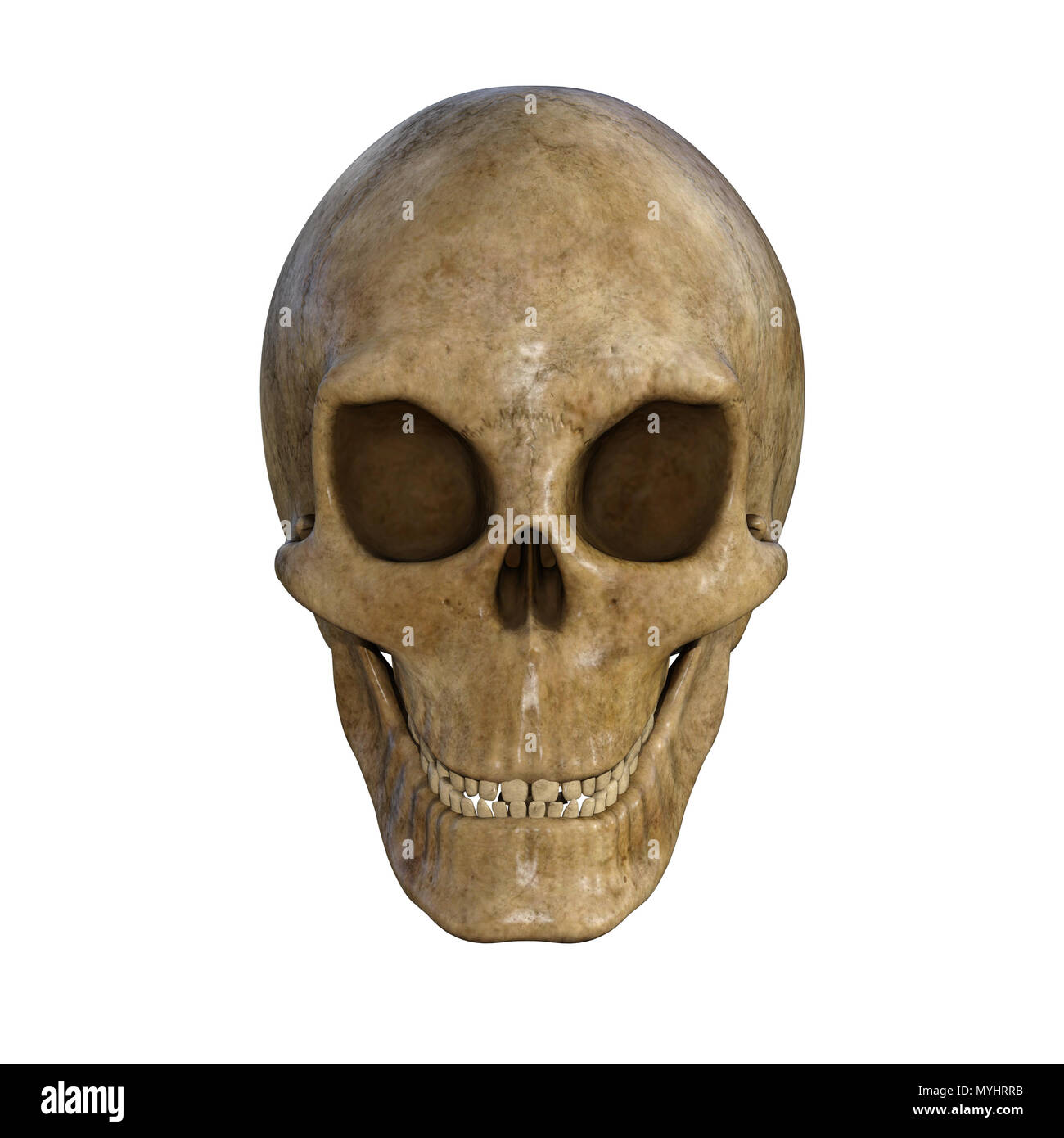 Cranio umano isolato su bianco. Foto Stock