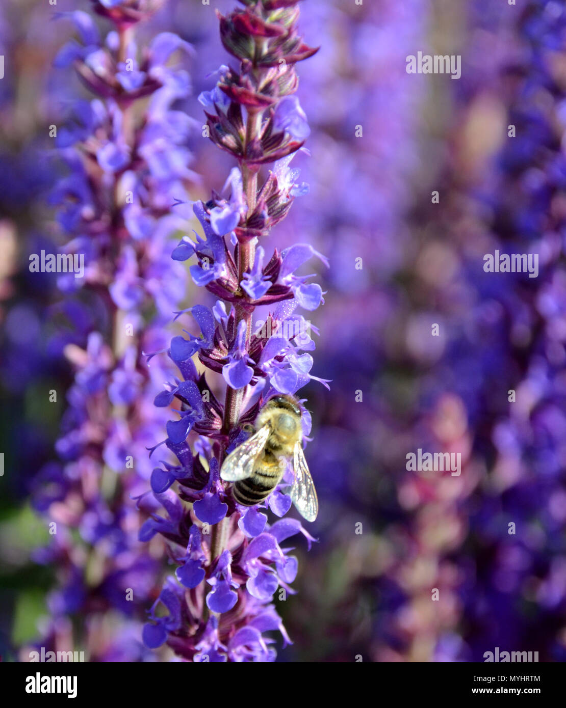 Primo piano su un aiuola con salvia nemorosa , variante denominata Ostfriesland, un'ape è occupata in molti fiori. Foto Stock
