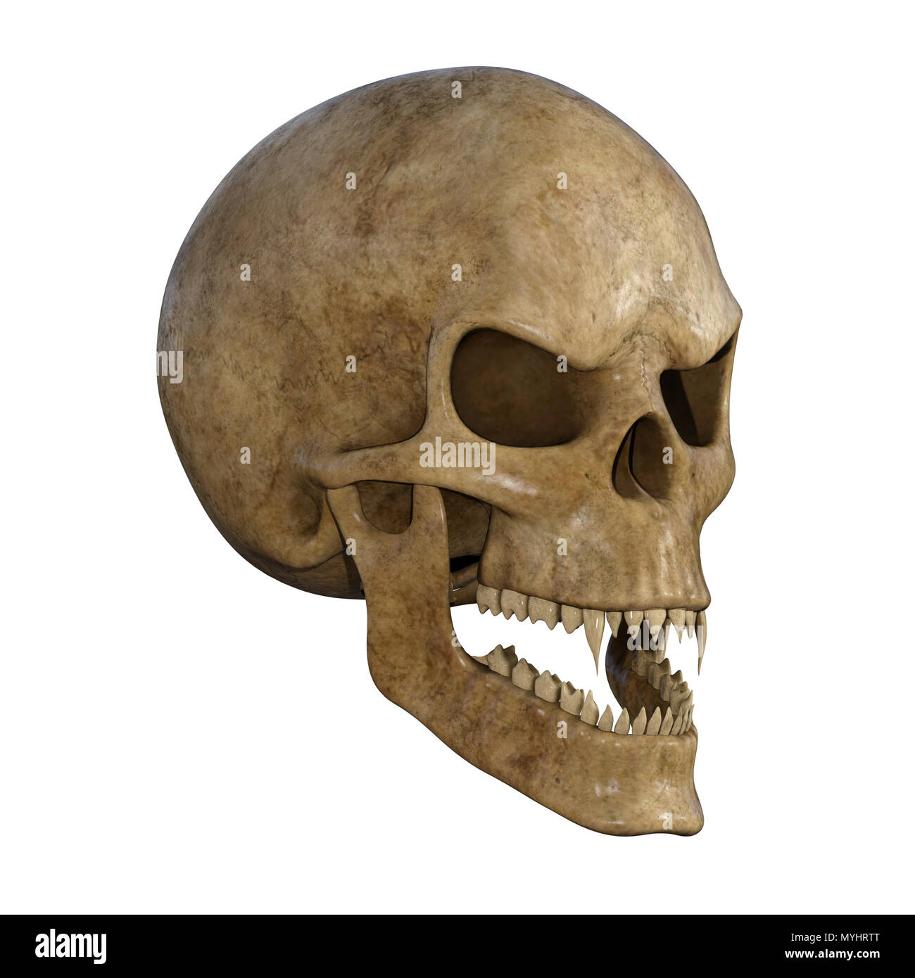 Cranio umano isolato su bianco. Foto Stock