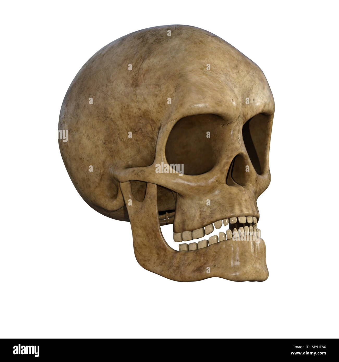 Cranio umano isolato su bianco. Foto Stock