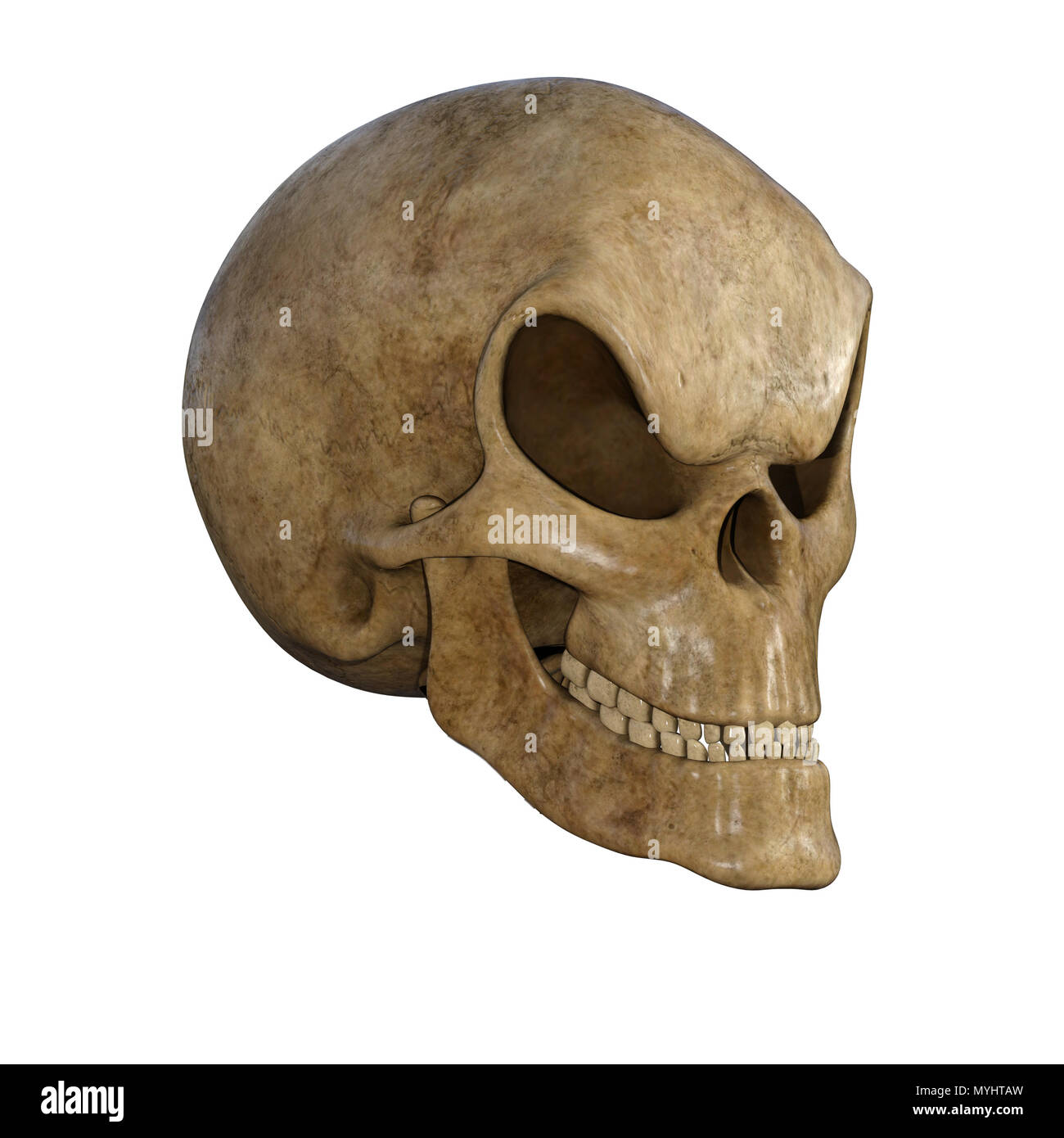 Cranio umano isolato su bianco. Foto Stock