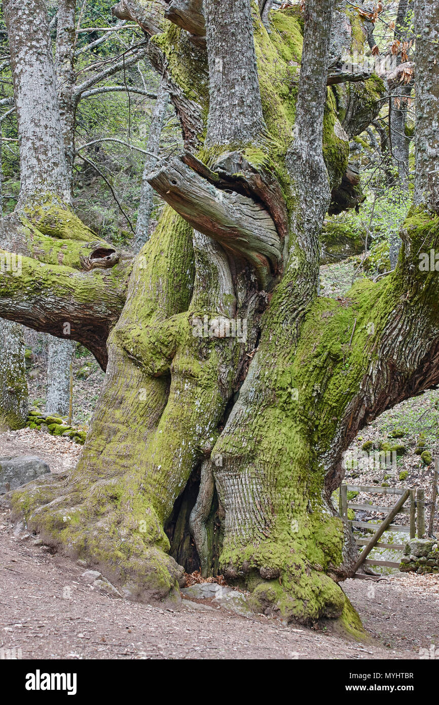 Vecchi di secoli castagno sul Ambroz valley. Natura straordinaria. Spagna Foto Stock