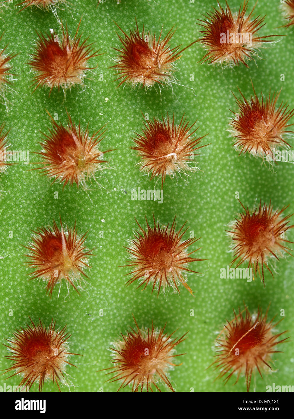 L' Opuntia microdasys (polka-dot cactus) close-up Foto Stock