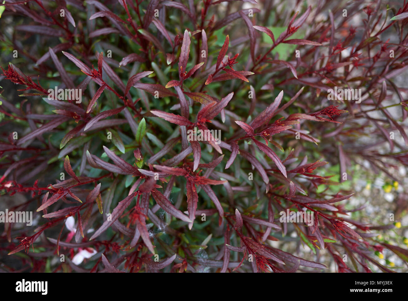 Oenothera lindheimeri con fogliame rosso Foto Stock