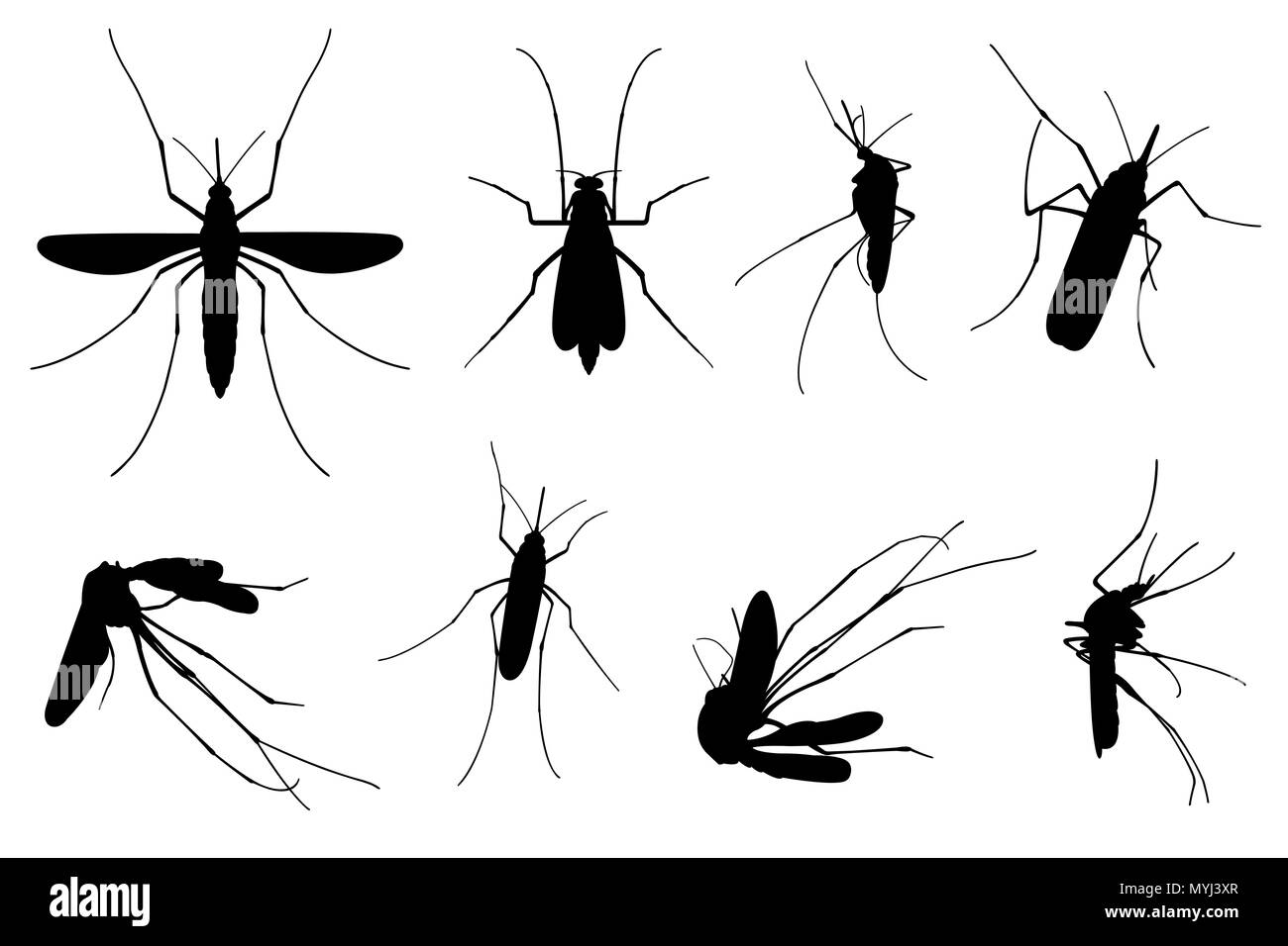 Set di zanzare differenti isolati su bianco Foto Stock