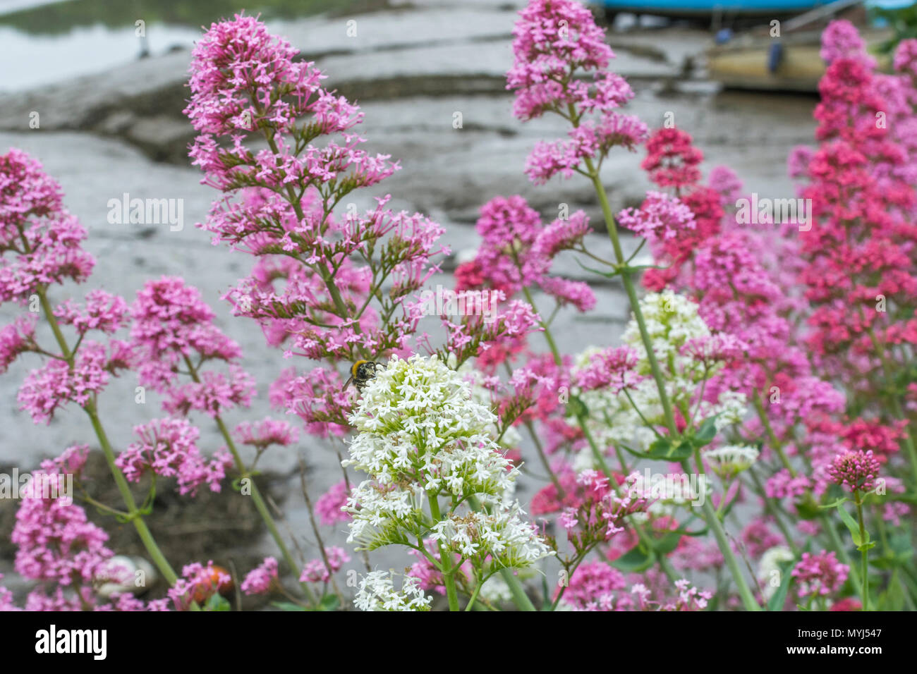 Forme bianche e rosa di Red Valerian / Centranthus ruber sulla riva del fiume a Truro, Cornovaglia. Foto Stock