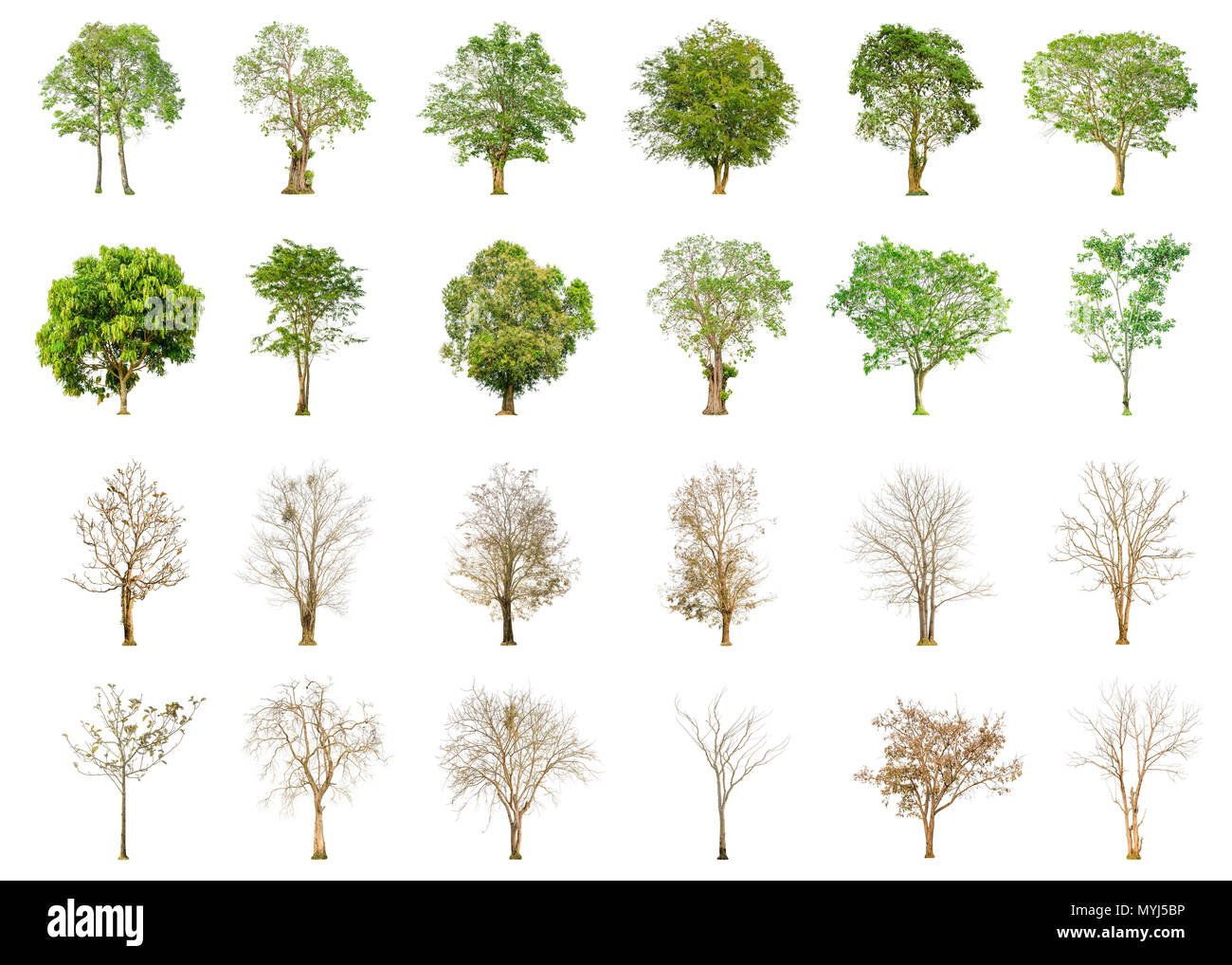 Set di Green Tree e albero secco forma e ramo di albero su sfondo bianco per isolato, più verde albero e albero morto su sfondo bianco con clip Foto Stock