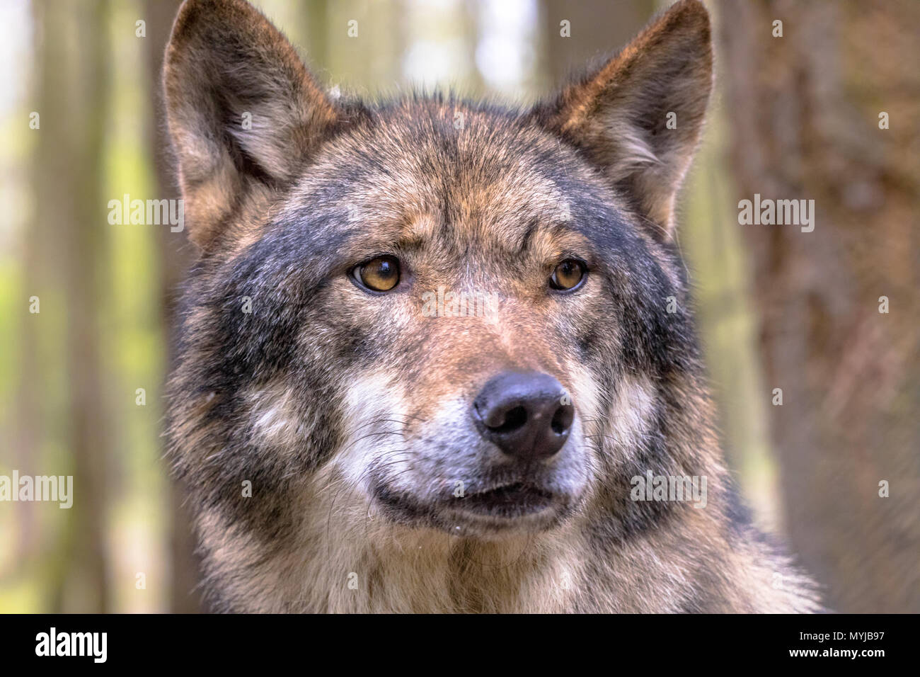 Unione Lupo (Canis lupus) closeup ritratto nella foresta naturale habitat cercando di lato Foto Stock