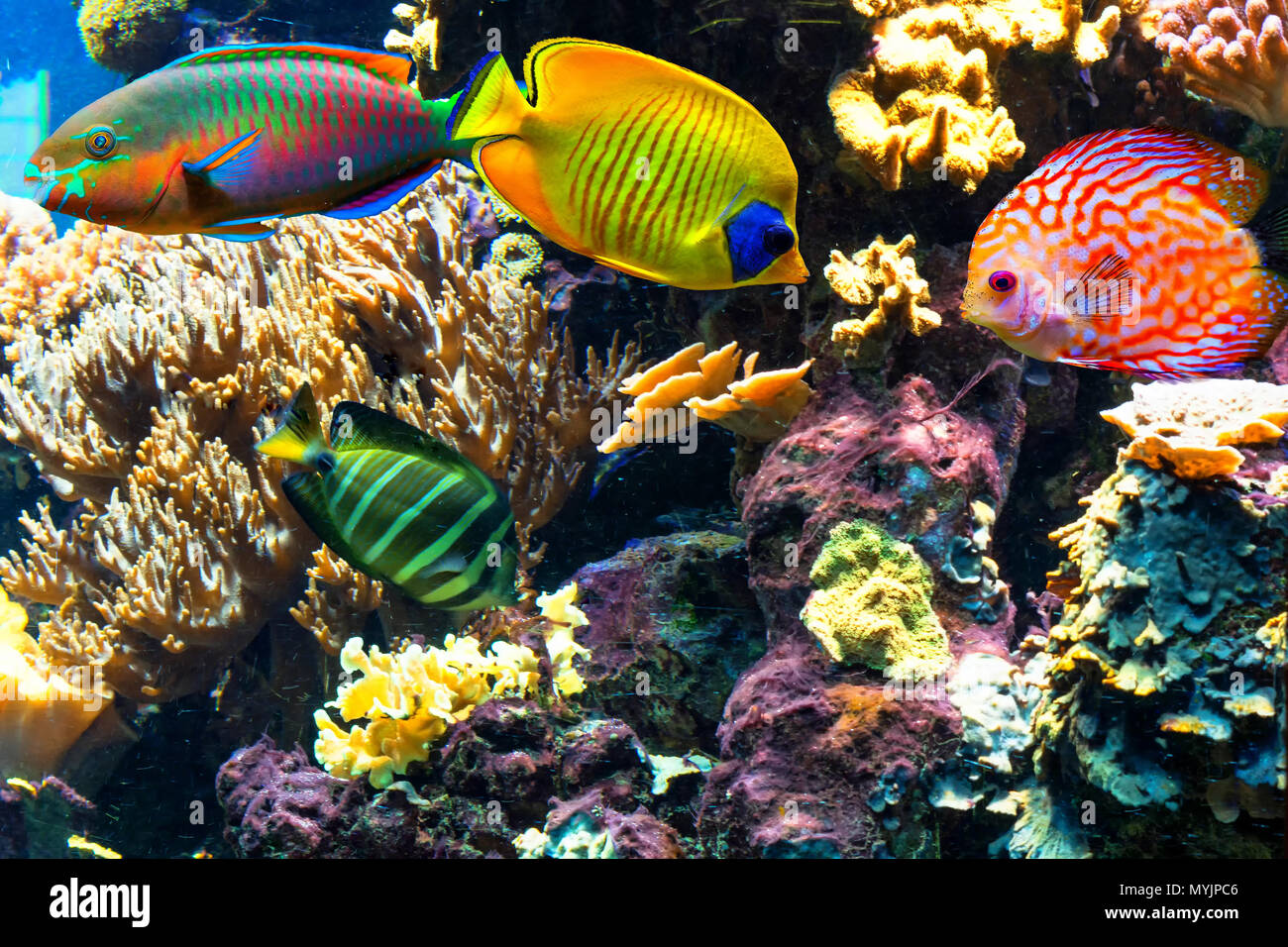 Unterwasserlandschaft im Meer mit exotische Fische und Korallenriffe. Foto Stock