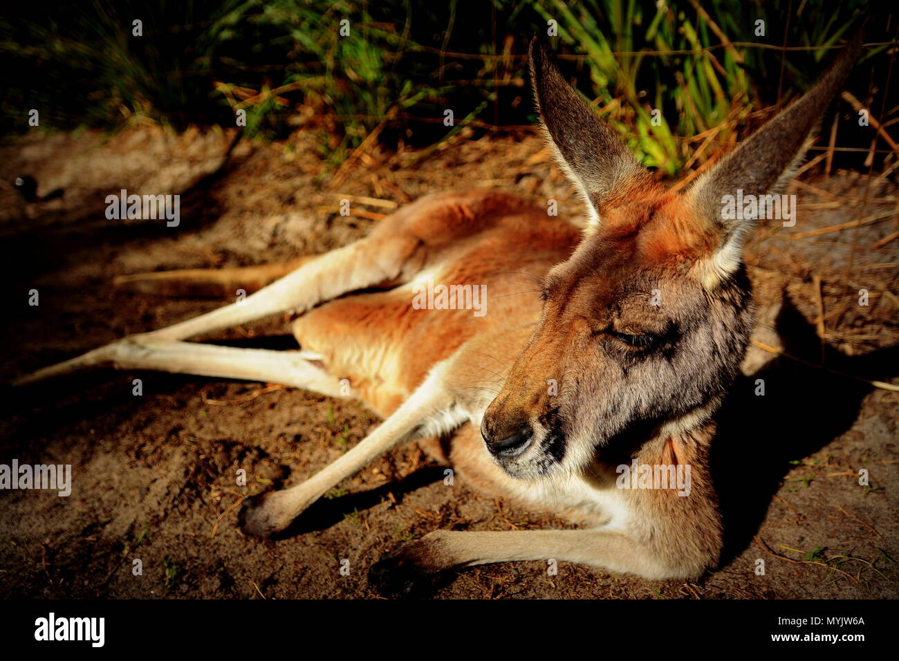 Un canguro sdraiato a terra Foto Stock