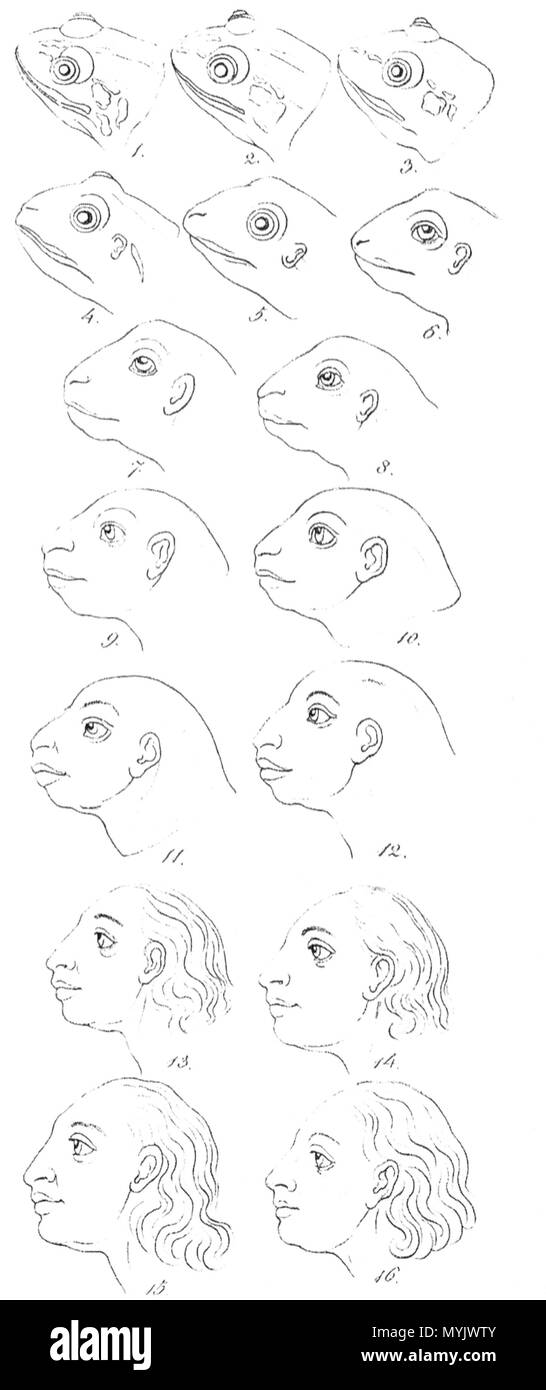 . Deutsch: Abb. in J.C. Lavata: Physiognomik - Metamorphose eines Froschkopfes zum Apollo, 1. Aufl. 1829 . 1829 o versioni precedenti. Sconosciuto 314 lavata Physiognomik - Frosch-Mensch Foto Stock