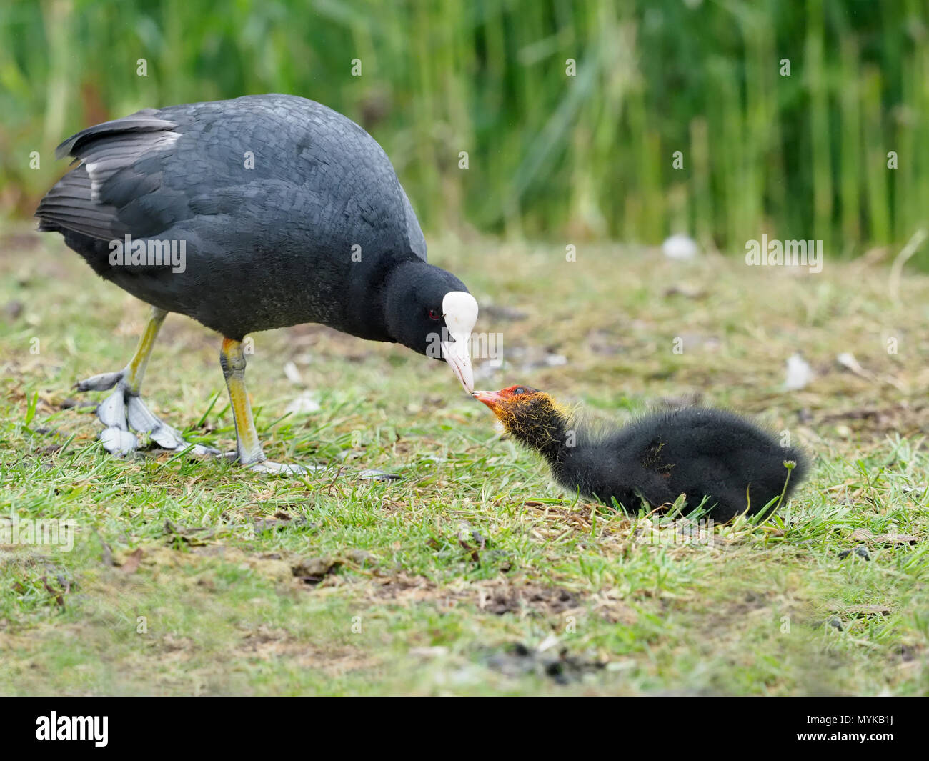 La folaga, fulica atra, adulto alimentazione dei giovani, Warwickshire, Giugno 2018 Foto Stock