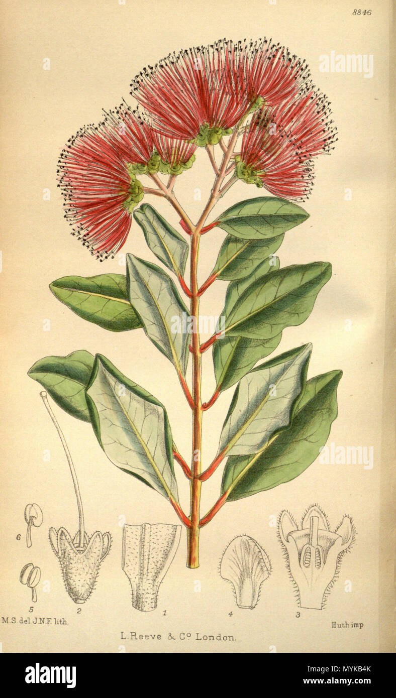 . Metrosideros collina, Myrtaceae . 1920. M.S. del., J.N.F. lith. 361 Metrosideros collina 146-8846 Foto Stock