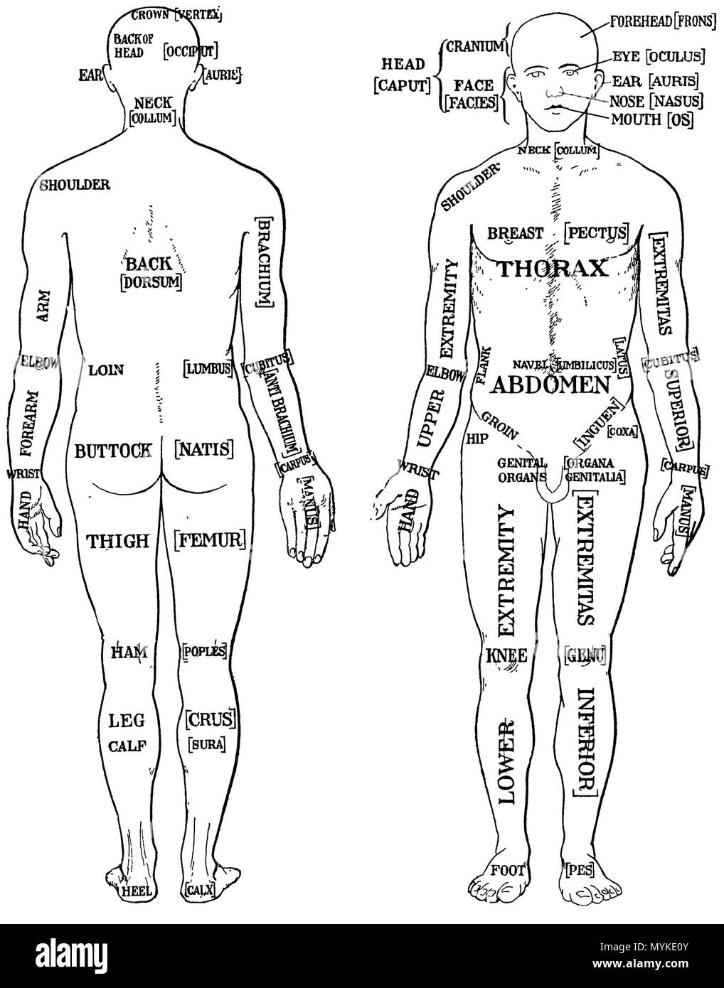 Inglese Fig 1 1 Parti Del Corpo Umano Vista Posteriore Vista Anteriore Da Http Babel Hathitrust Org Cgi Pt Id Mdp Il 15 Novembre 13 15 22 12 Morris Henry Sir 1844 1926 371 Morris 1933 1 Foto Stock Alamy