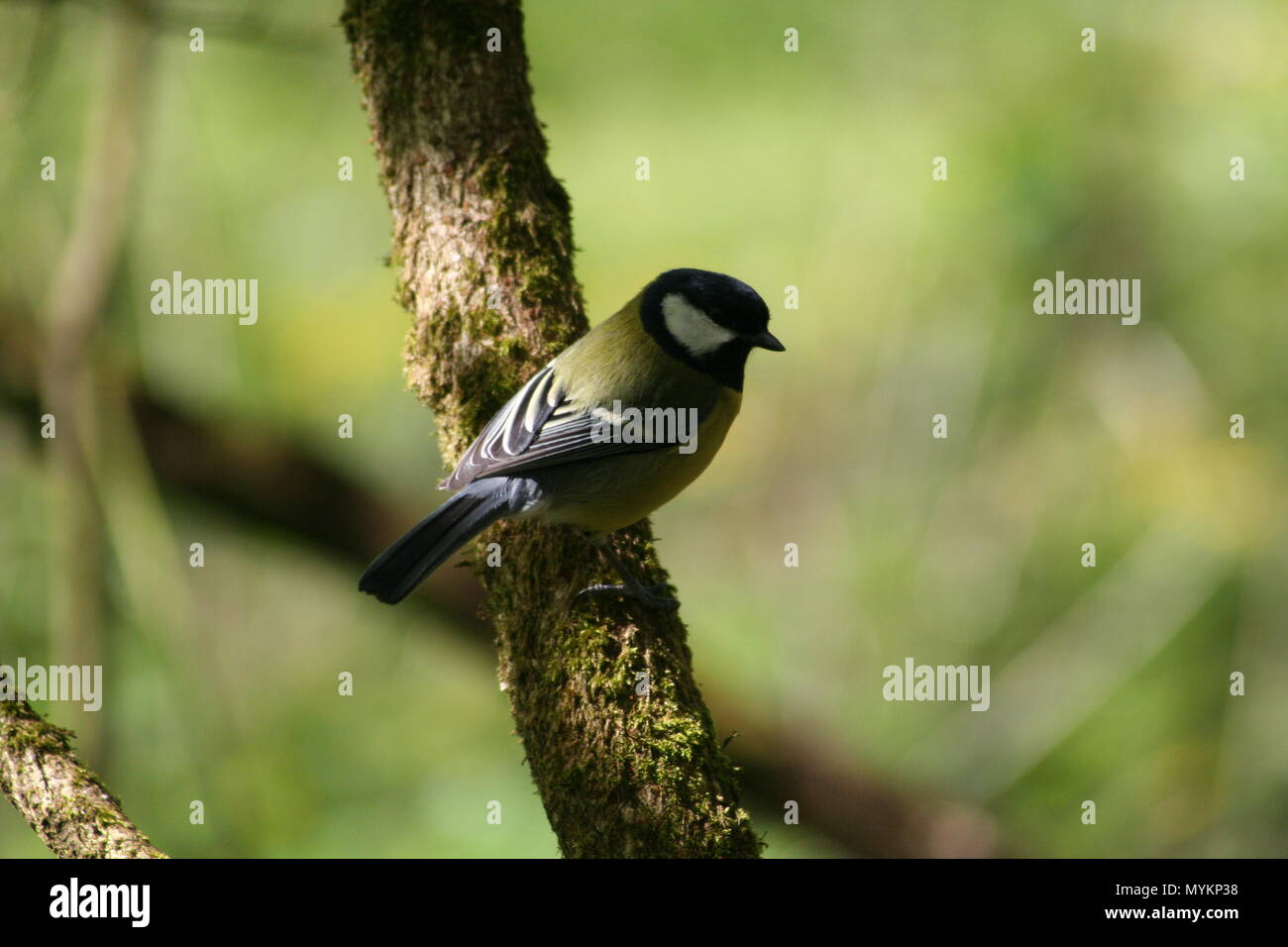 Uccello Giallo sul ramo farmland cardiff Foto Stock