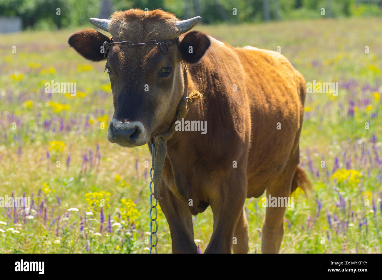 Ritratto di carino vitello incatenato in estate il prato fiorito Foto Stock